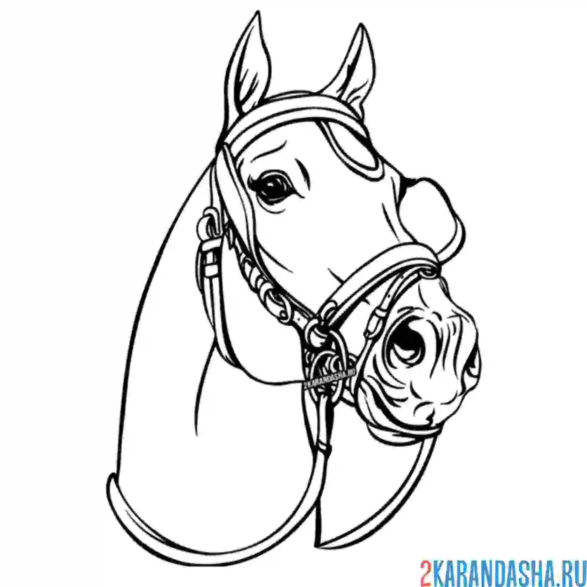 Раскраска голова коня лошади