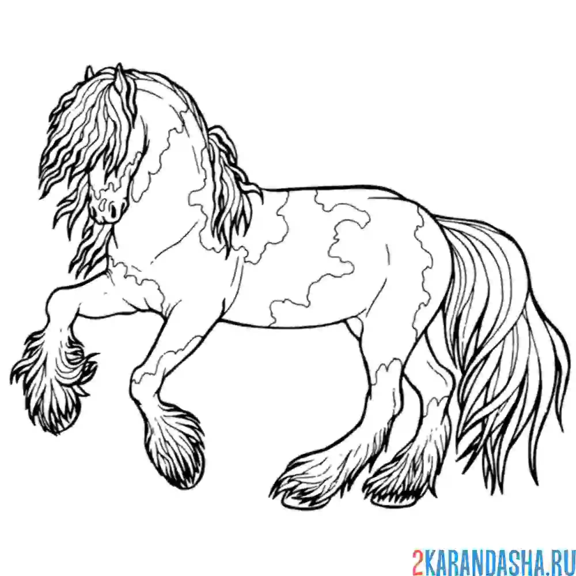 Раскраска жеребец скакун с гривой