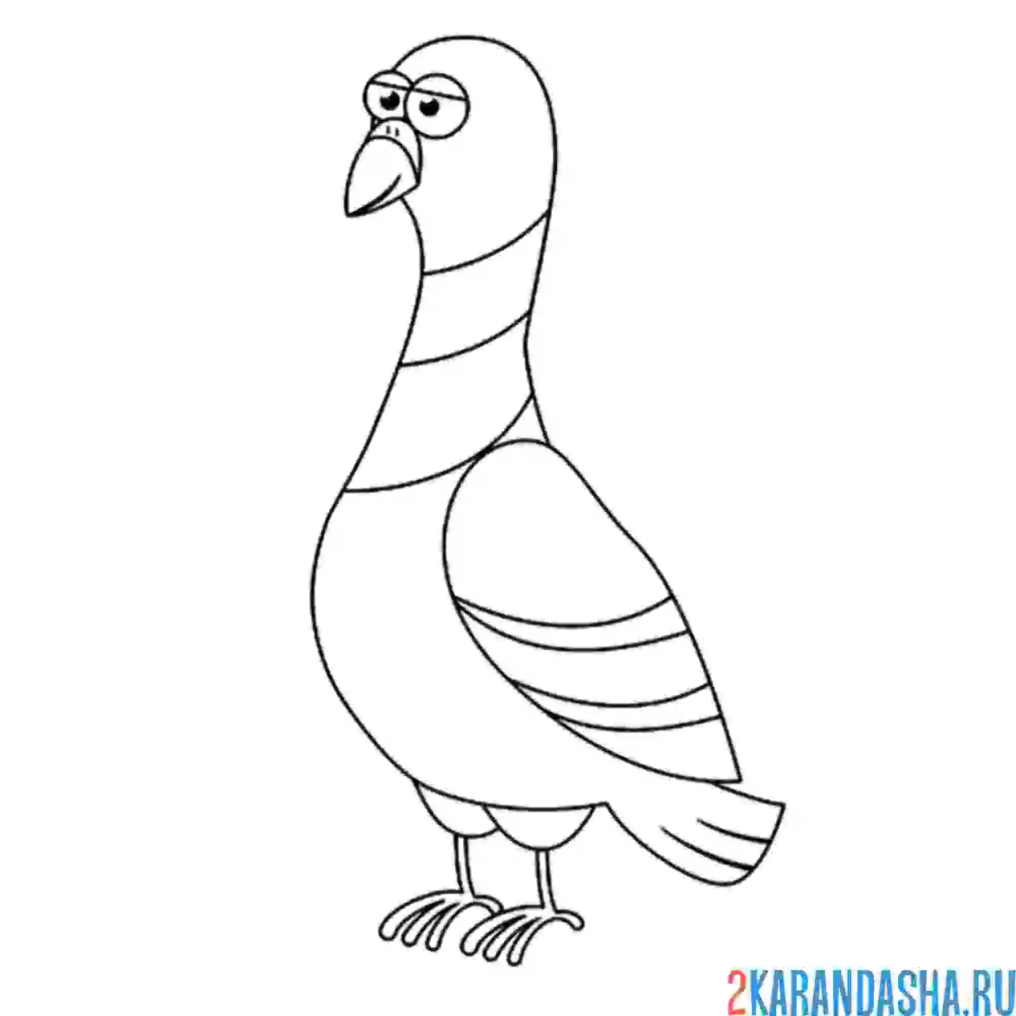 Раскраска голубь смешной