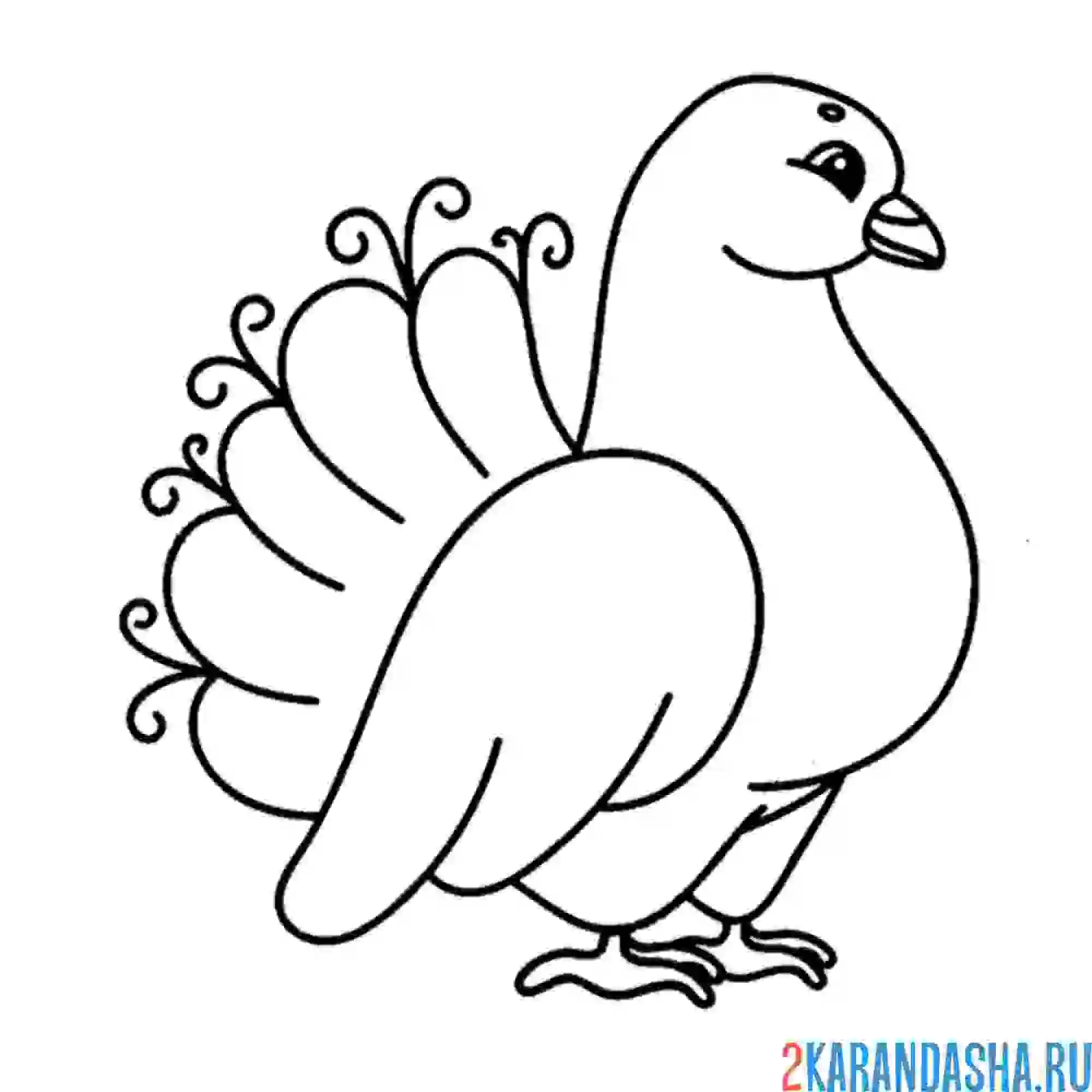 Раскраска красивая голубка