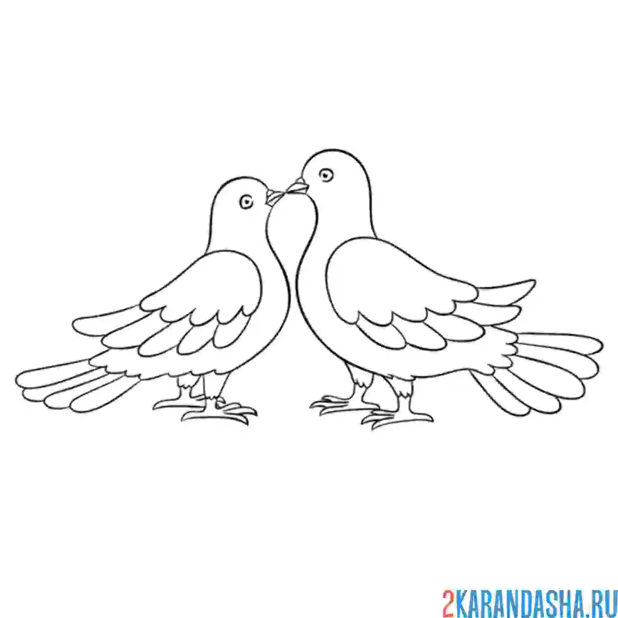 Раскраска два влюбленных голубя