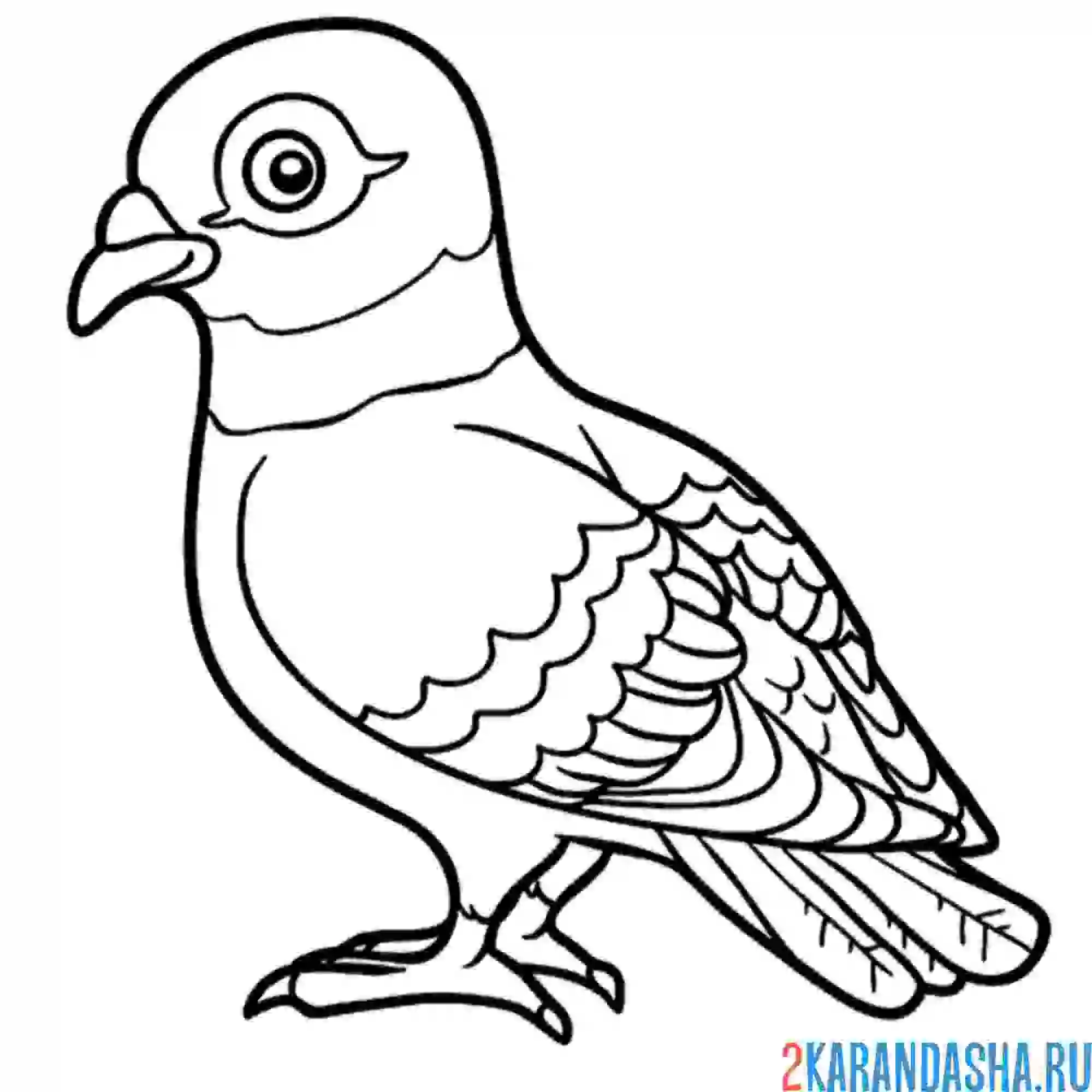 Раскраска молодой голубь