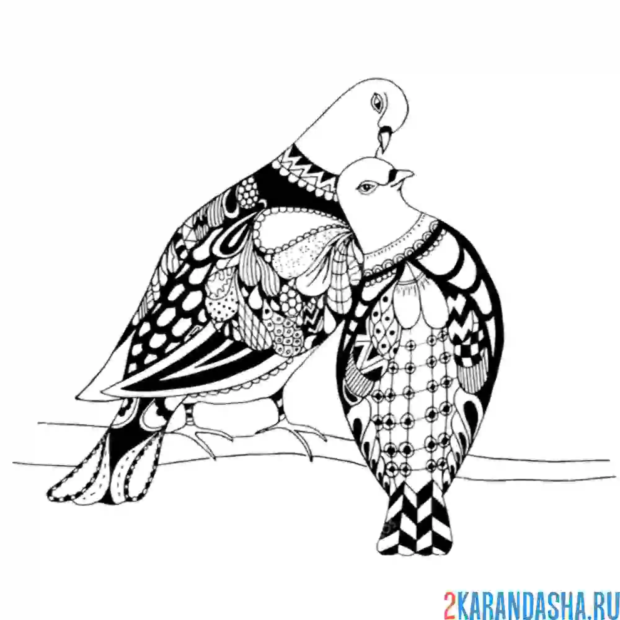 Раскраска два голубя вместе