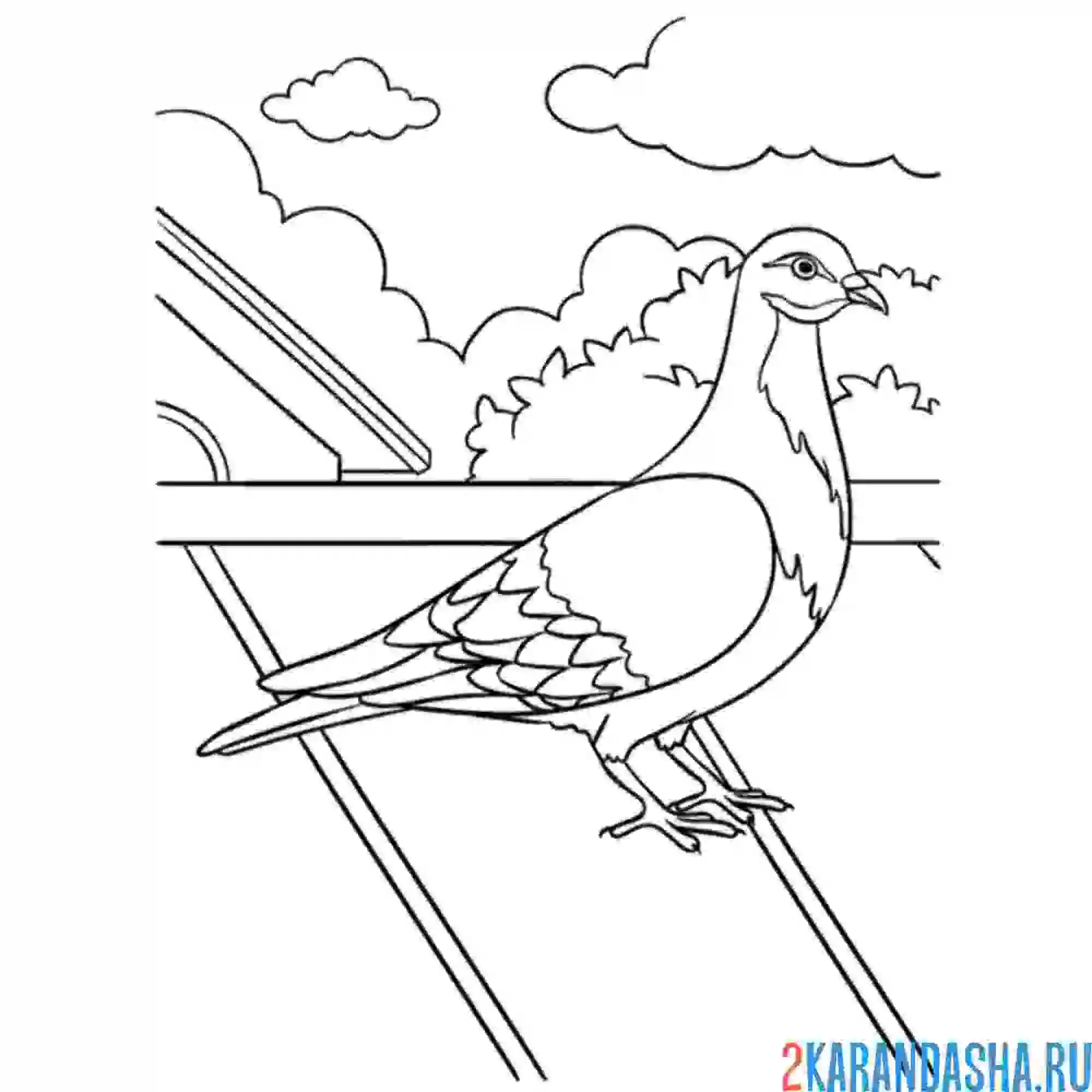 Раскраска голубь на улице