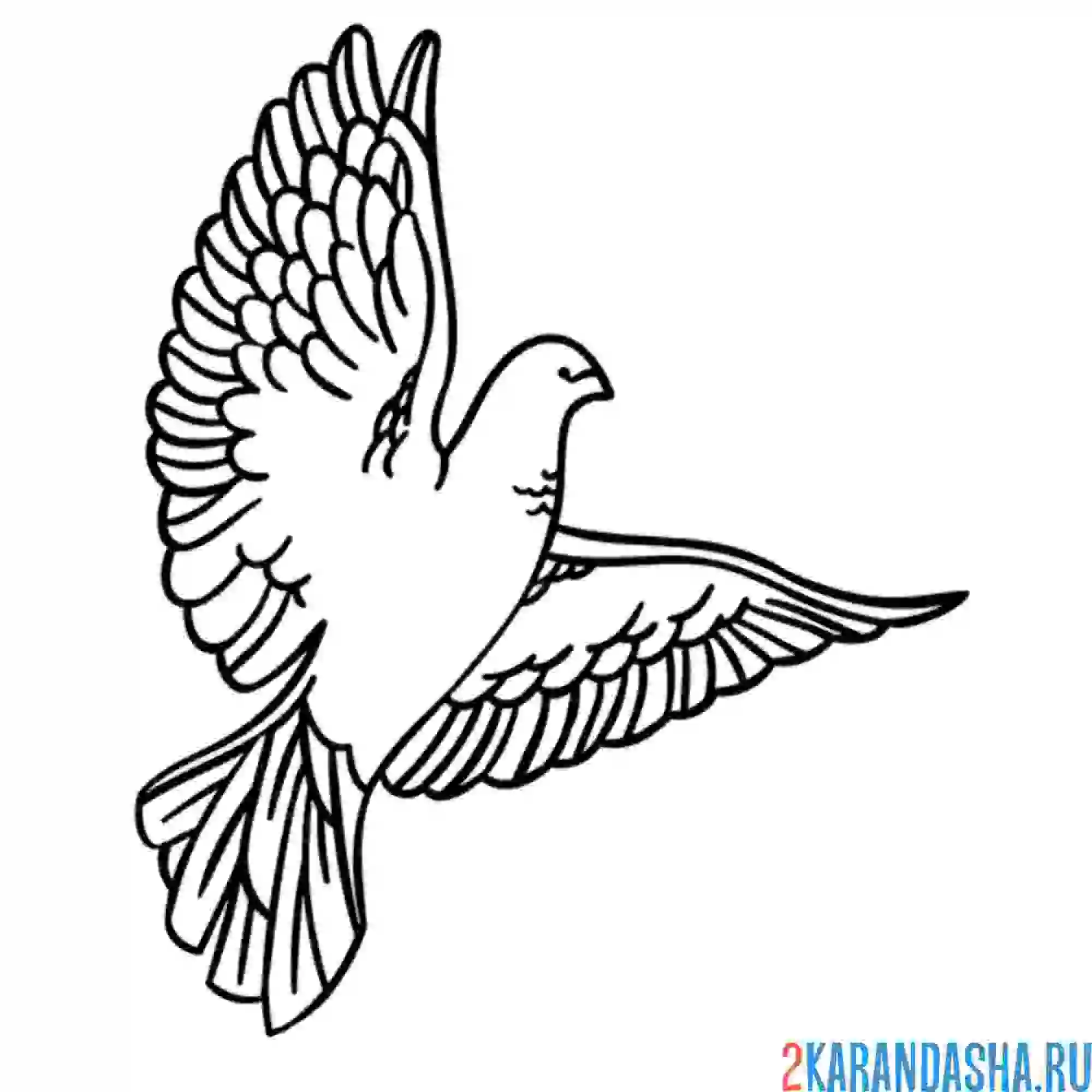 Раскраска большой голубь