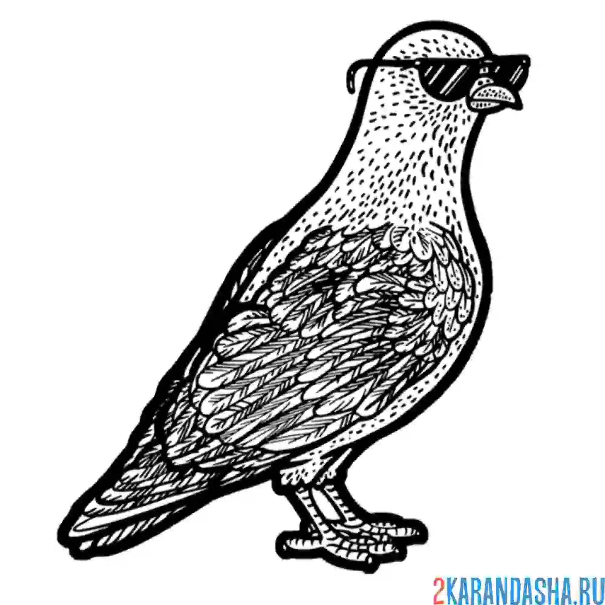 Раскраска голубь в очках