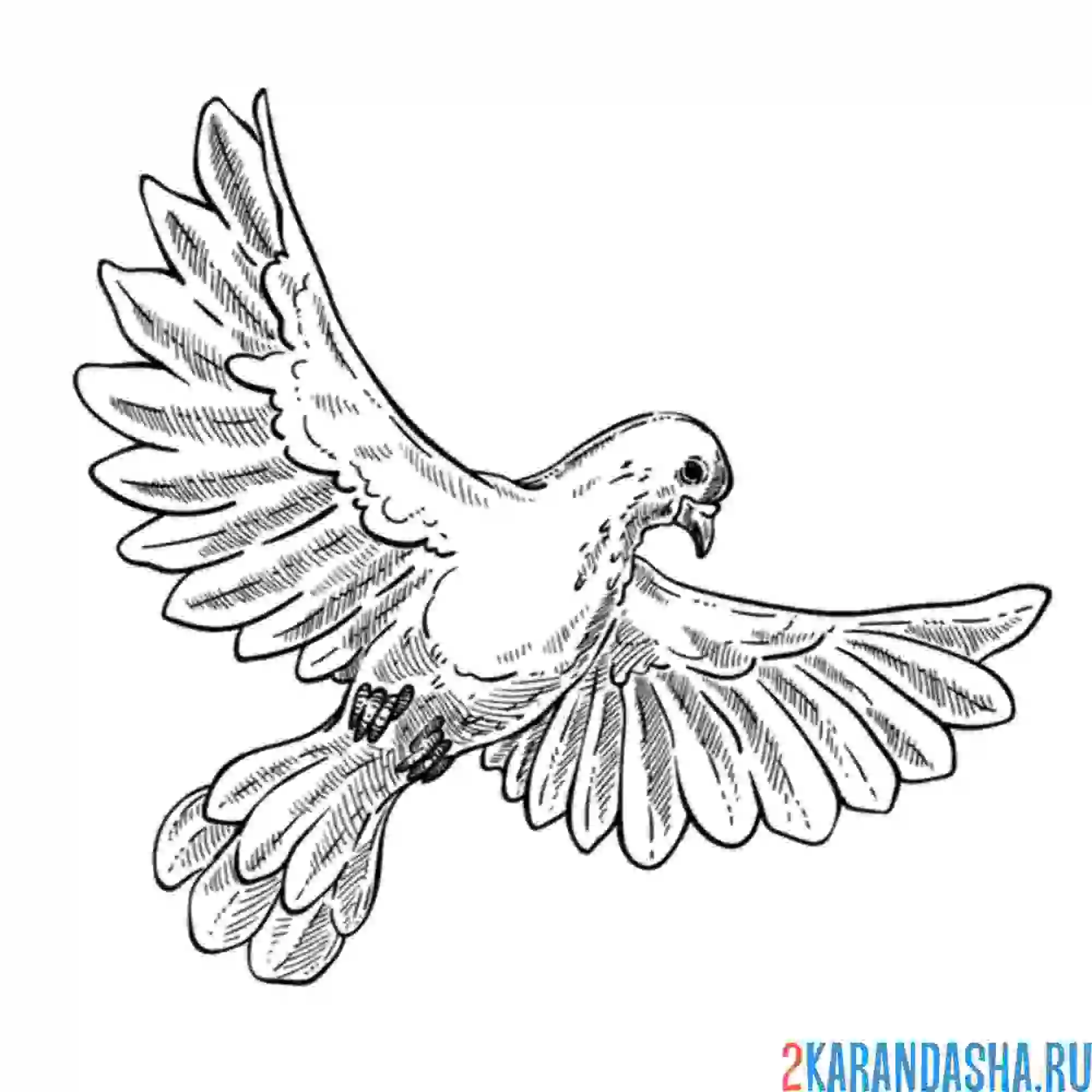Раскраска голубь снизу