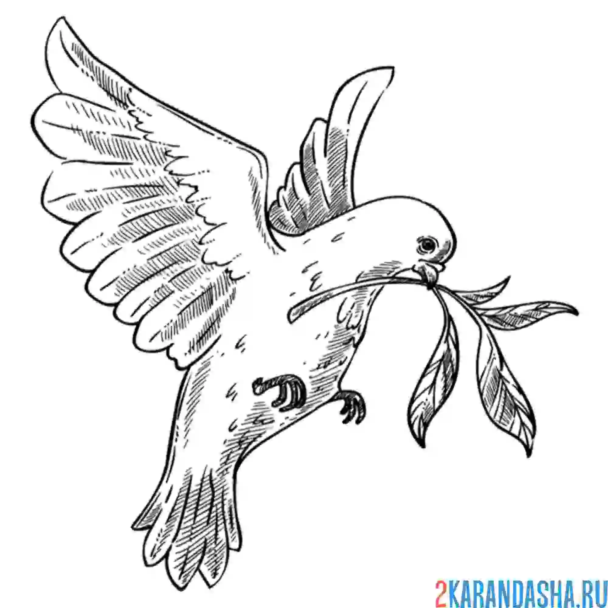 Раскраска голубь и веточка