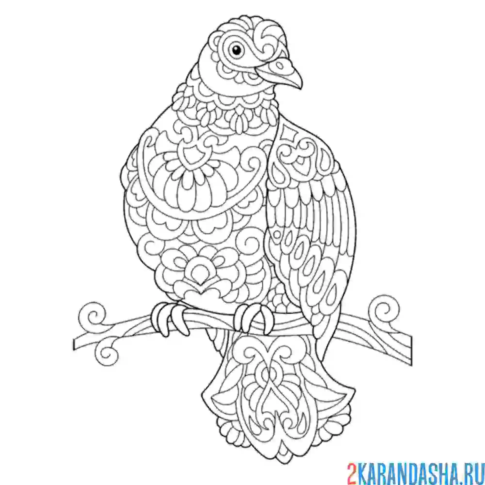 Раскраска голубь антистресс-винтаж