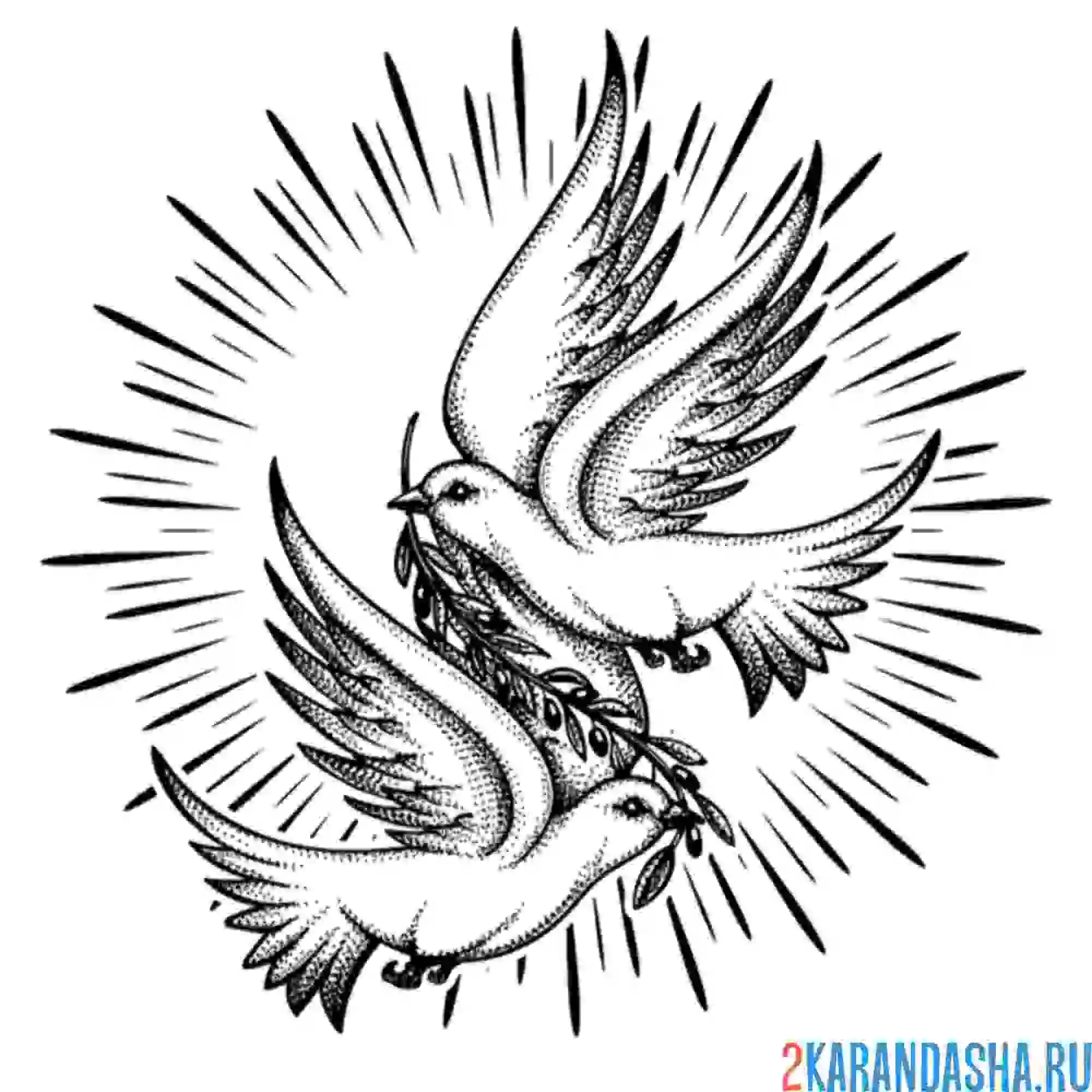 Раскраска голуби настоящие