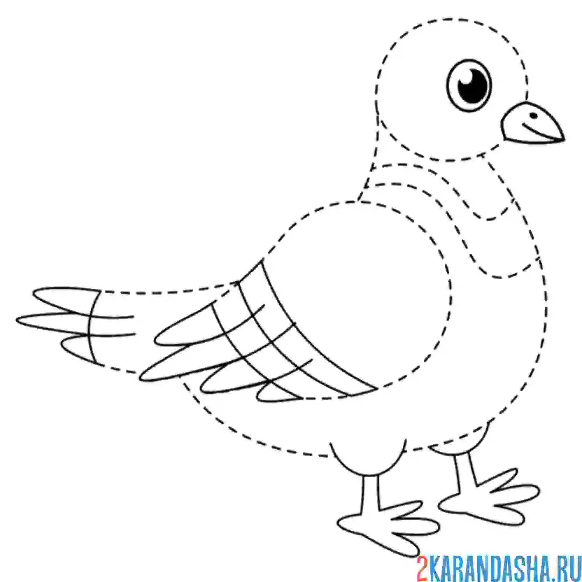 Раскраска голубь по линиям