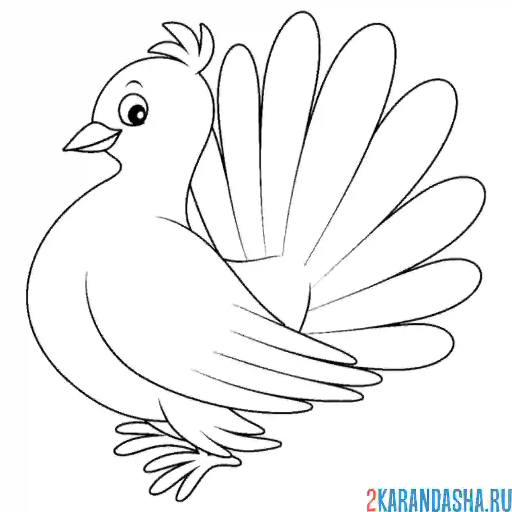 Раскраска породистый голубь