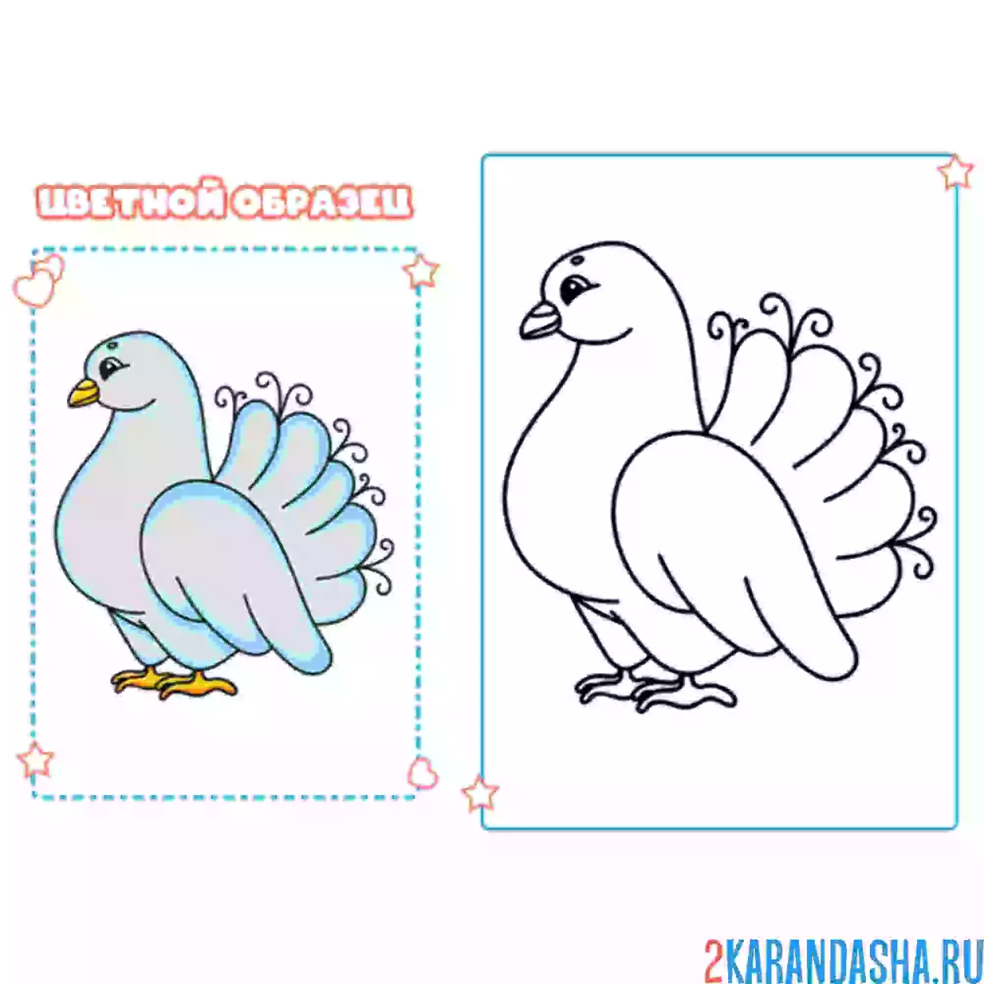 Раскраска с цветным образцом голубь