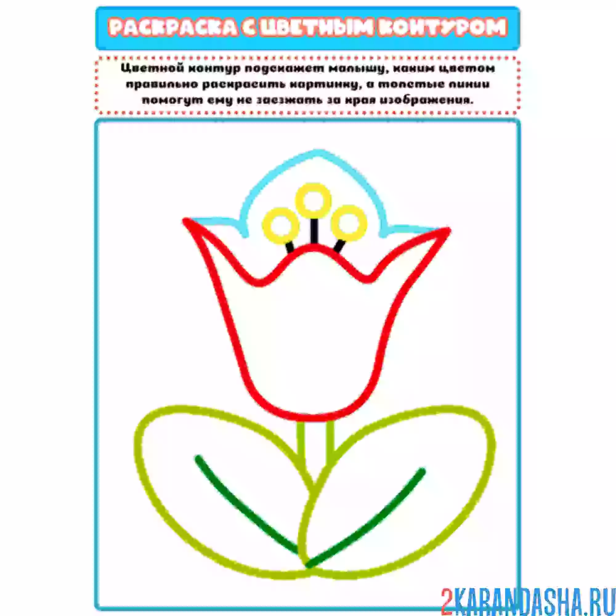 Раскраска с цветным контуром тюльпан