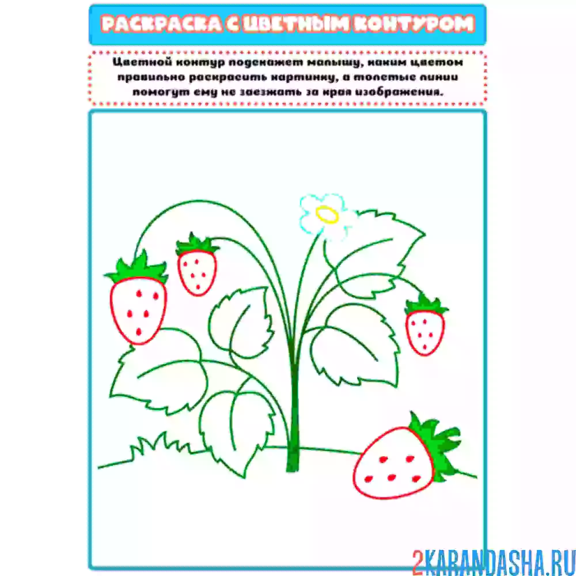 Раскраска с цветным контуром земляника