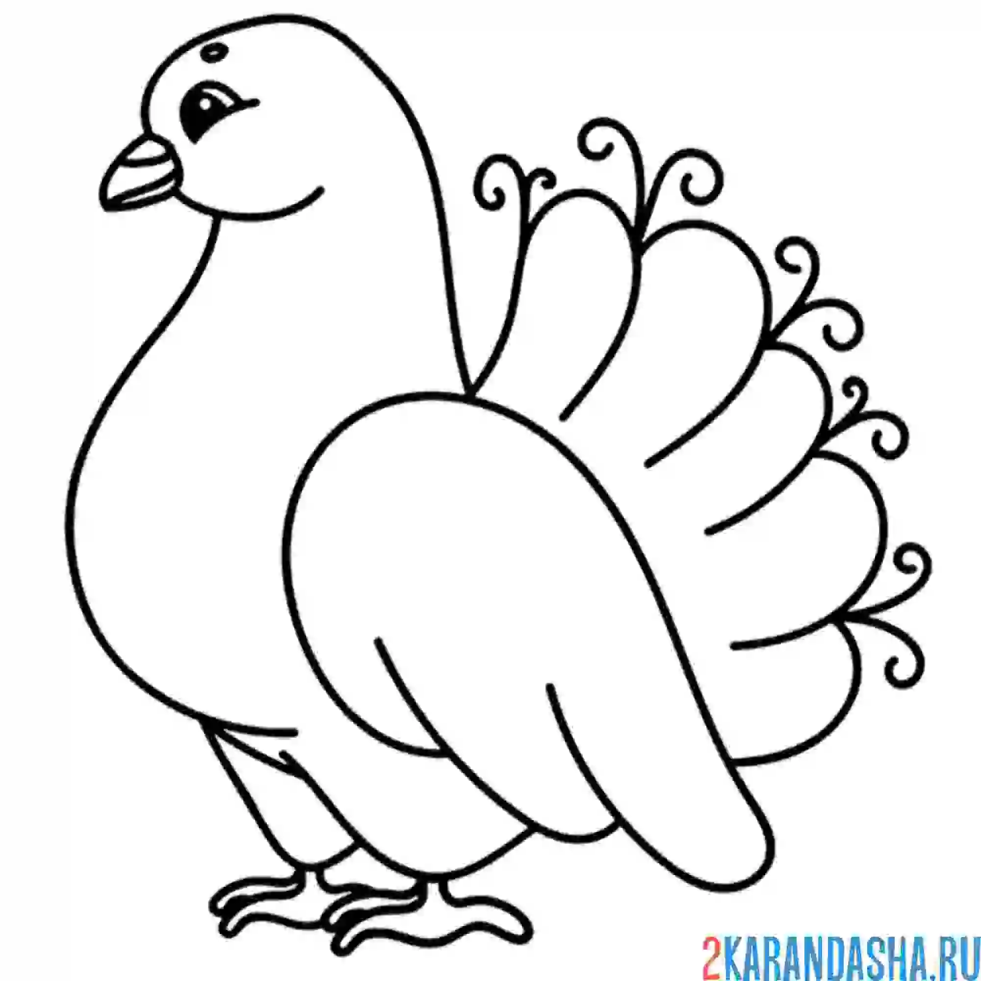 Раскраска сизая голубка