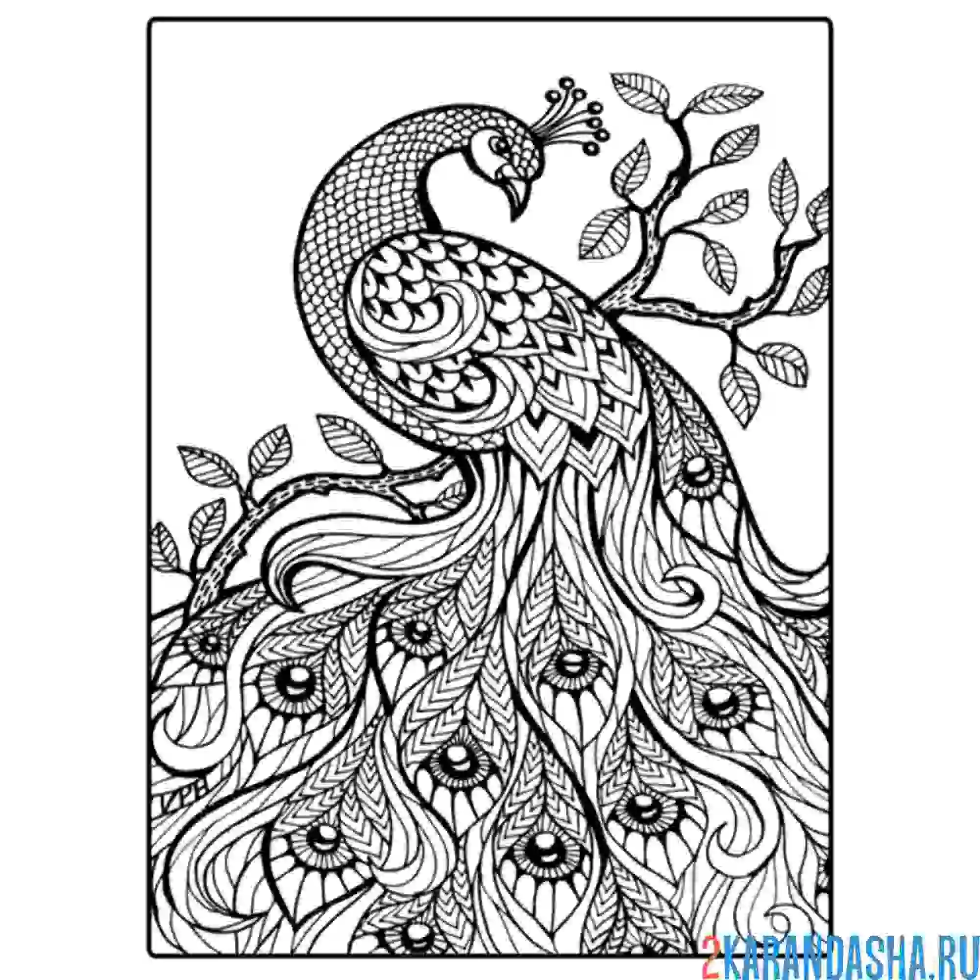 Раскраска арт-терапия жар-птица