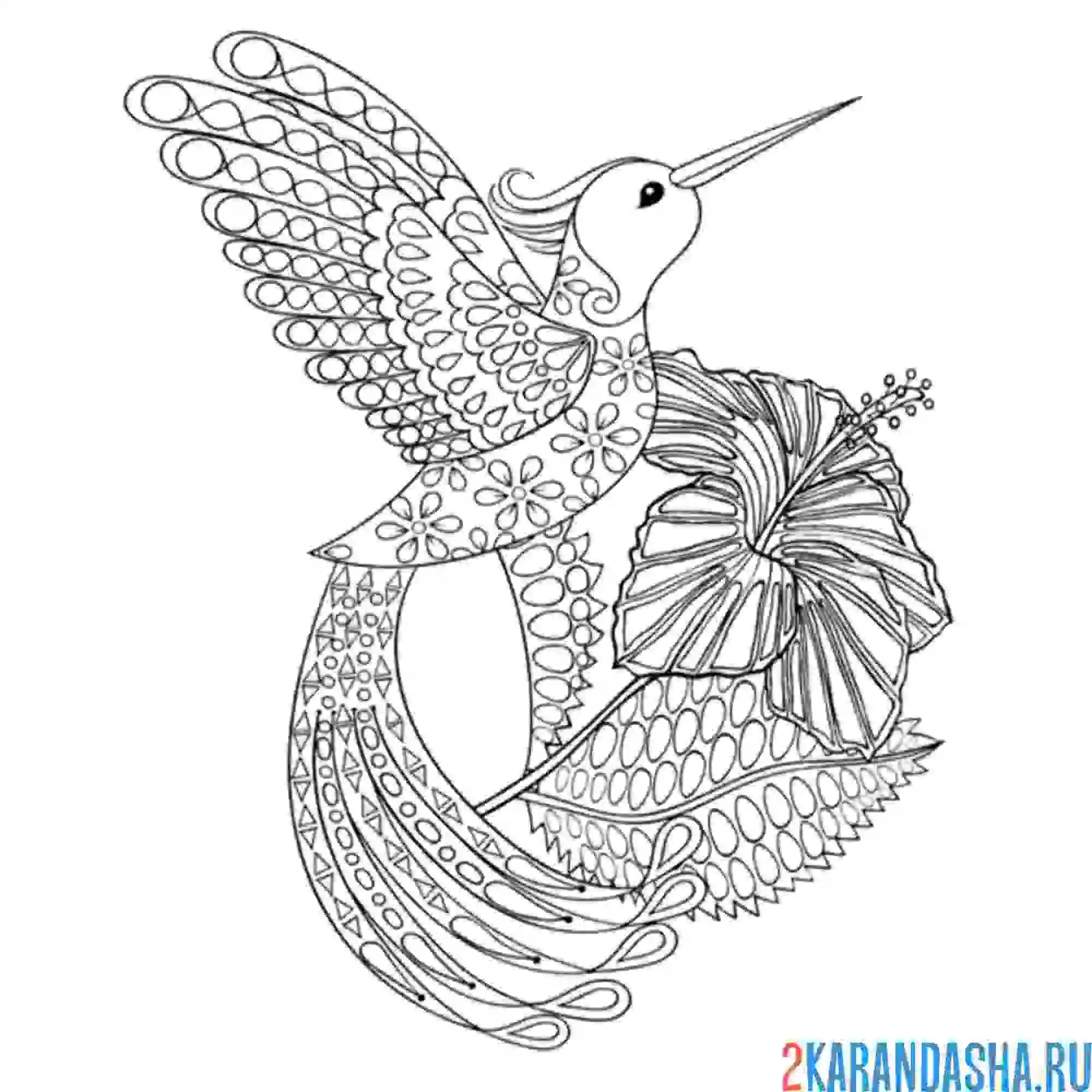 Раскраска колибри арт-терапия