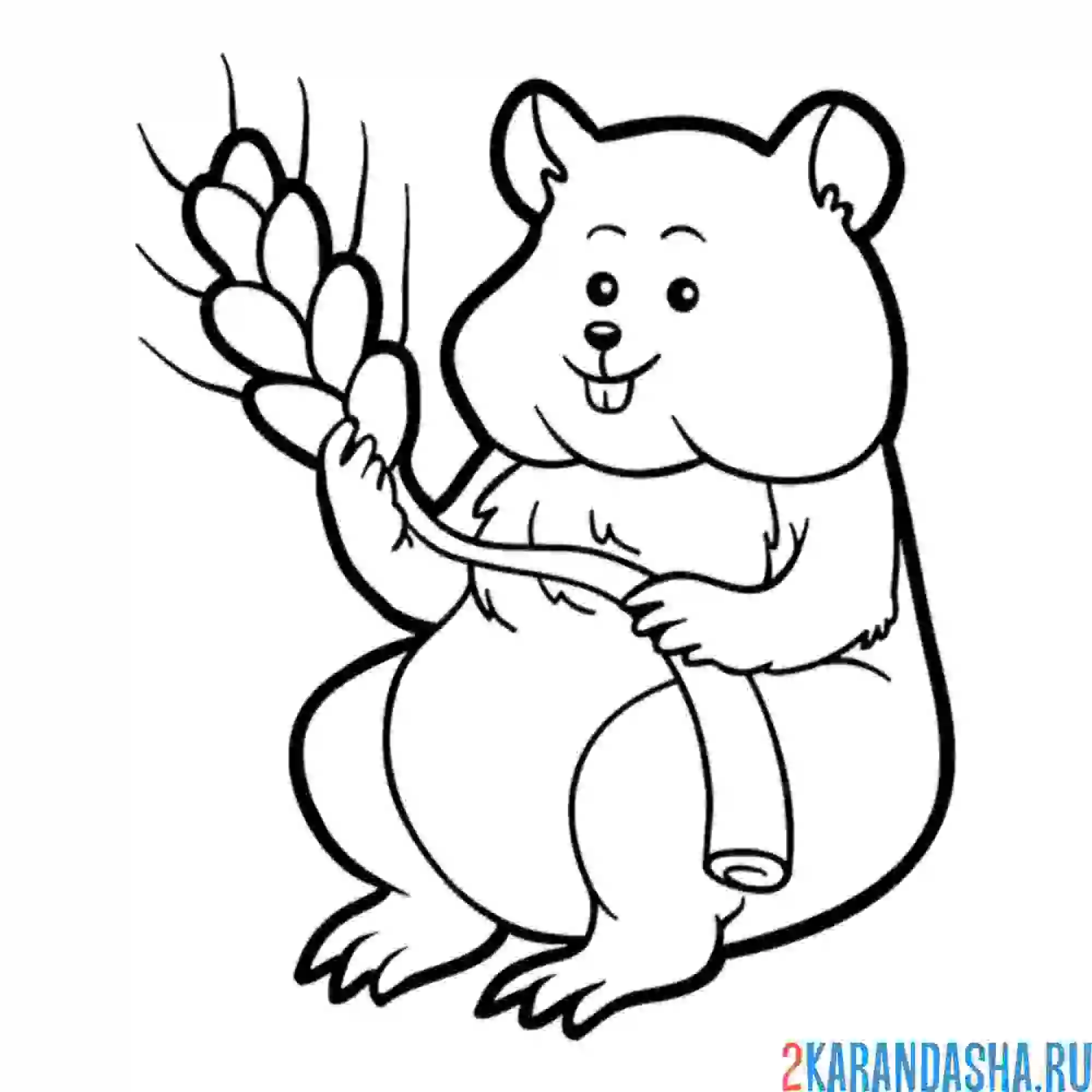 Раскраска хомяк и зерно