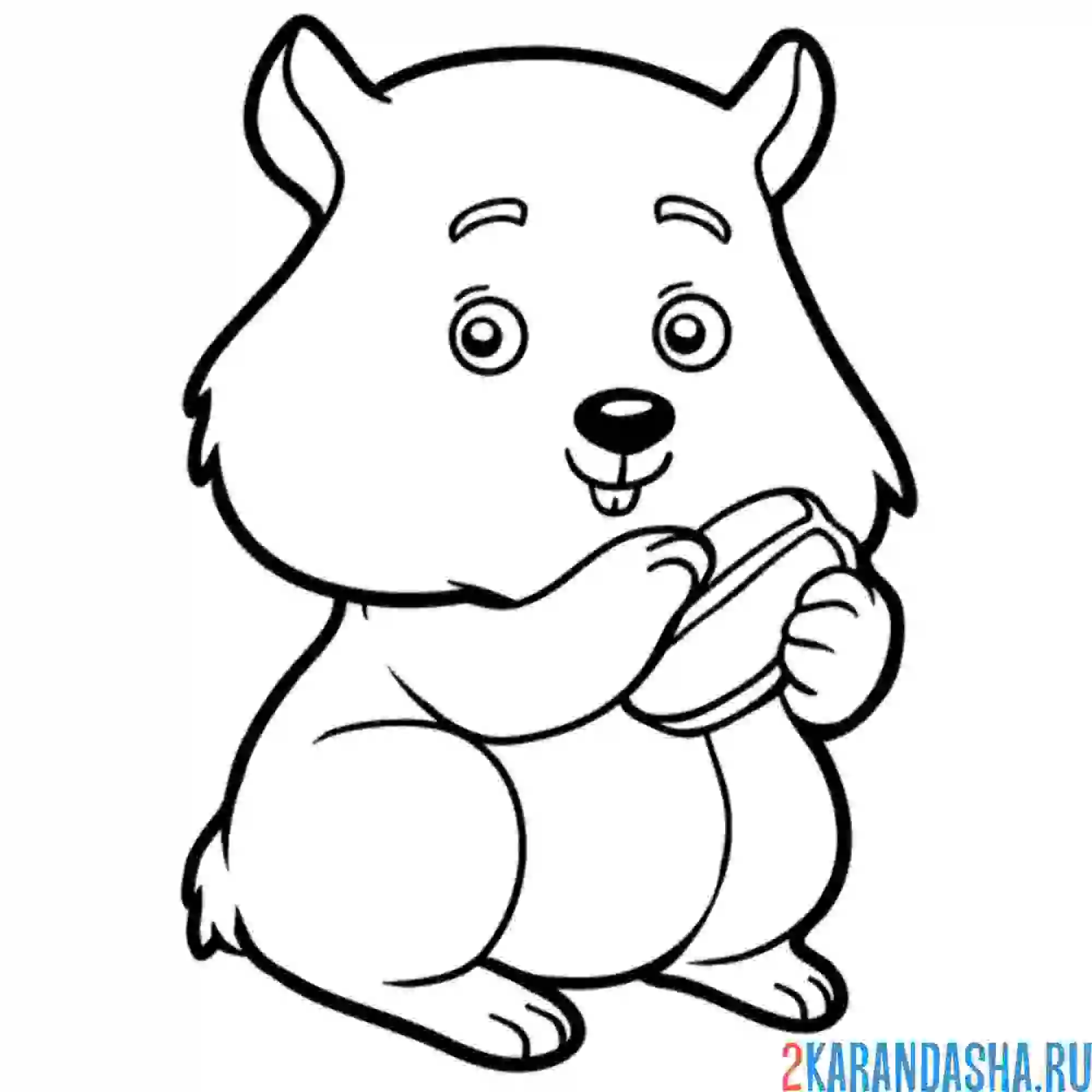 Раскраска хомяк держит семечку