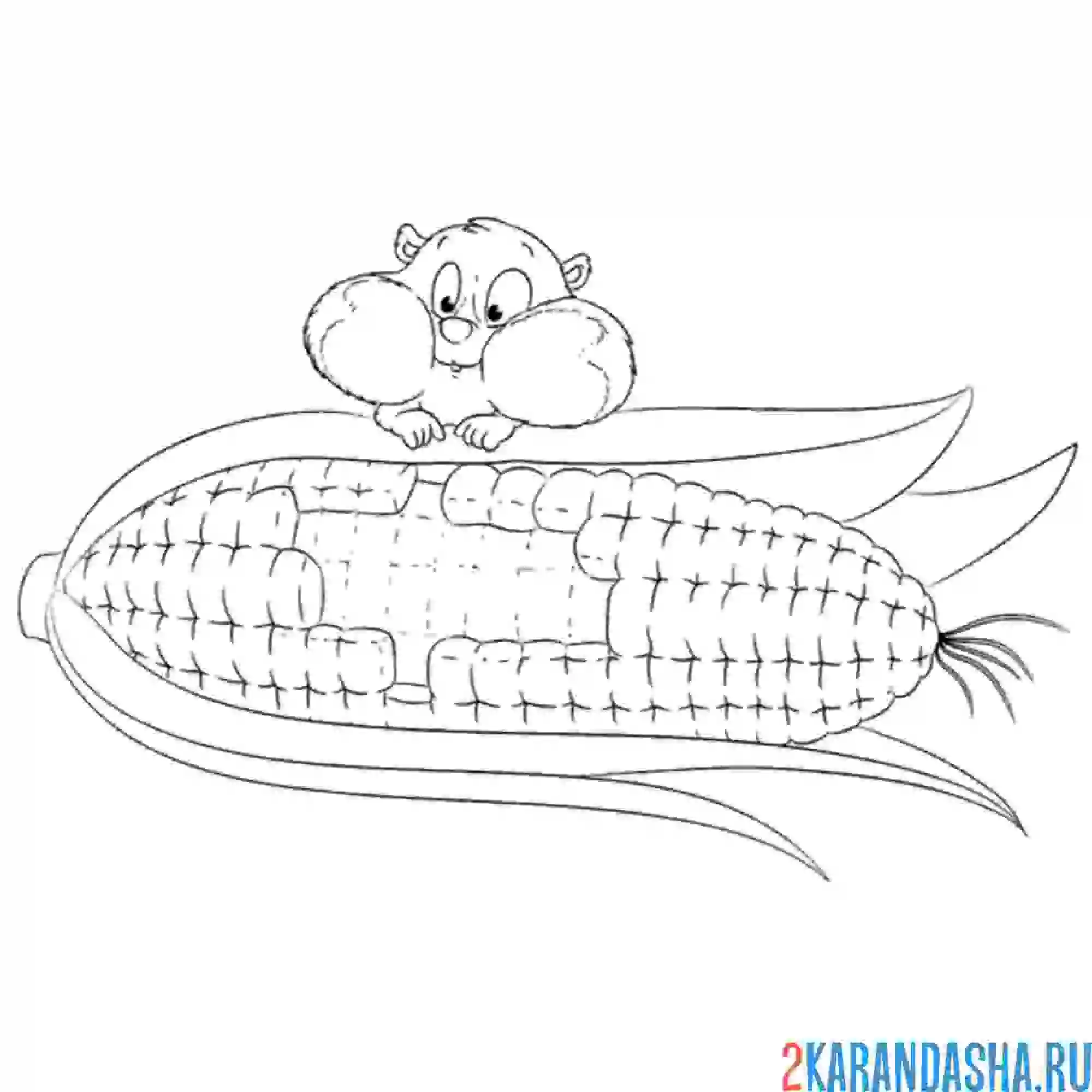 Раскраска хомяк и кукуруза