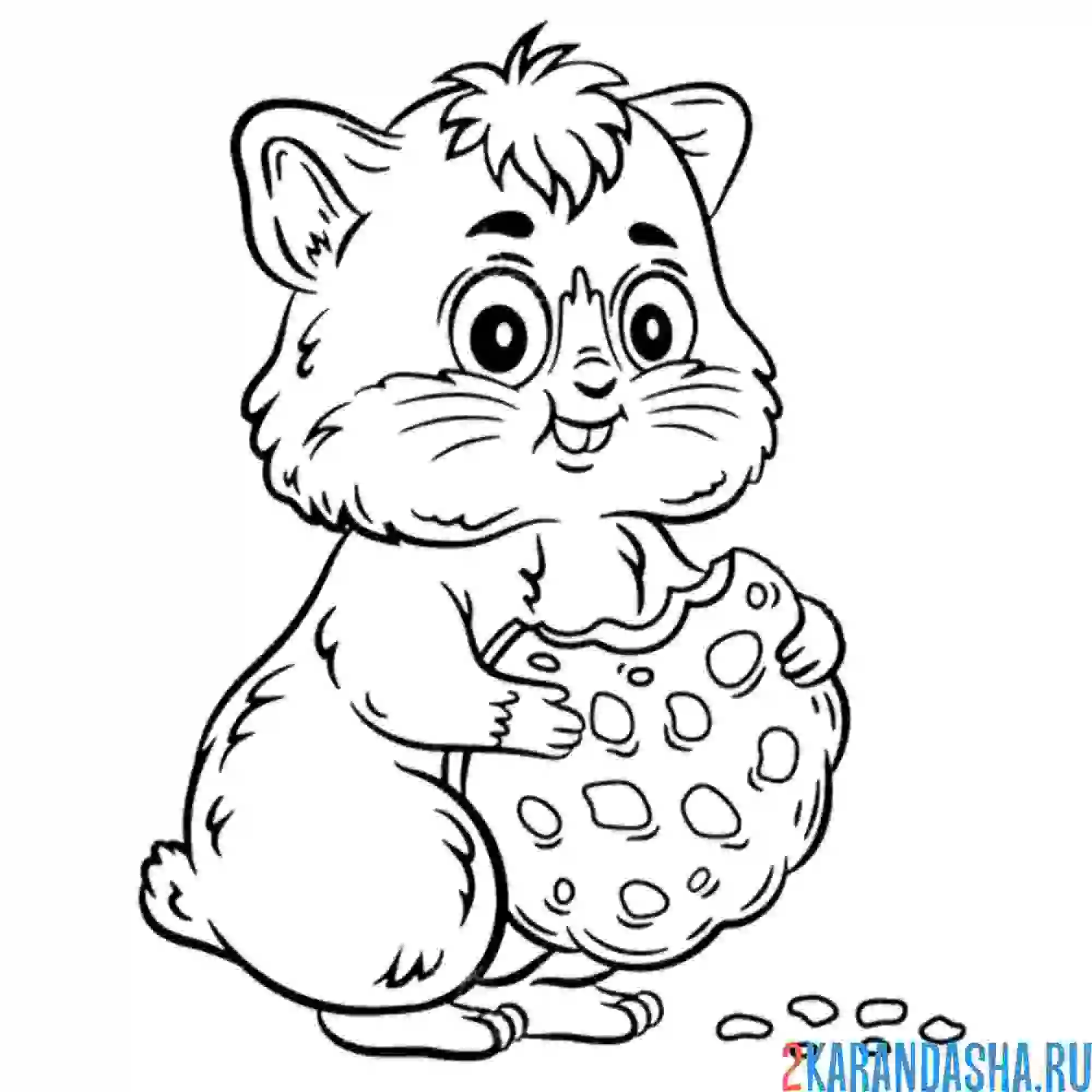 Раскраска хомяк ест печеньку