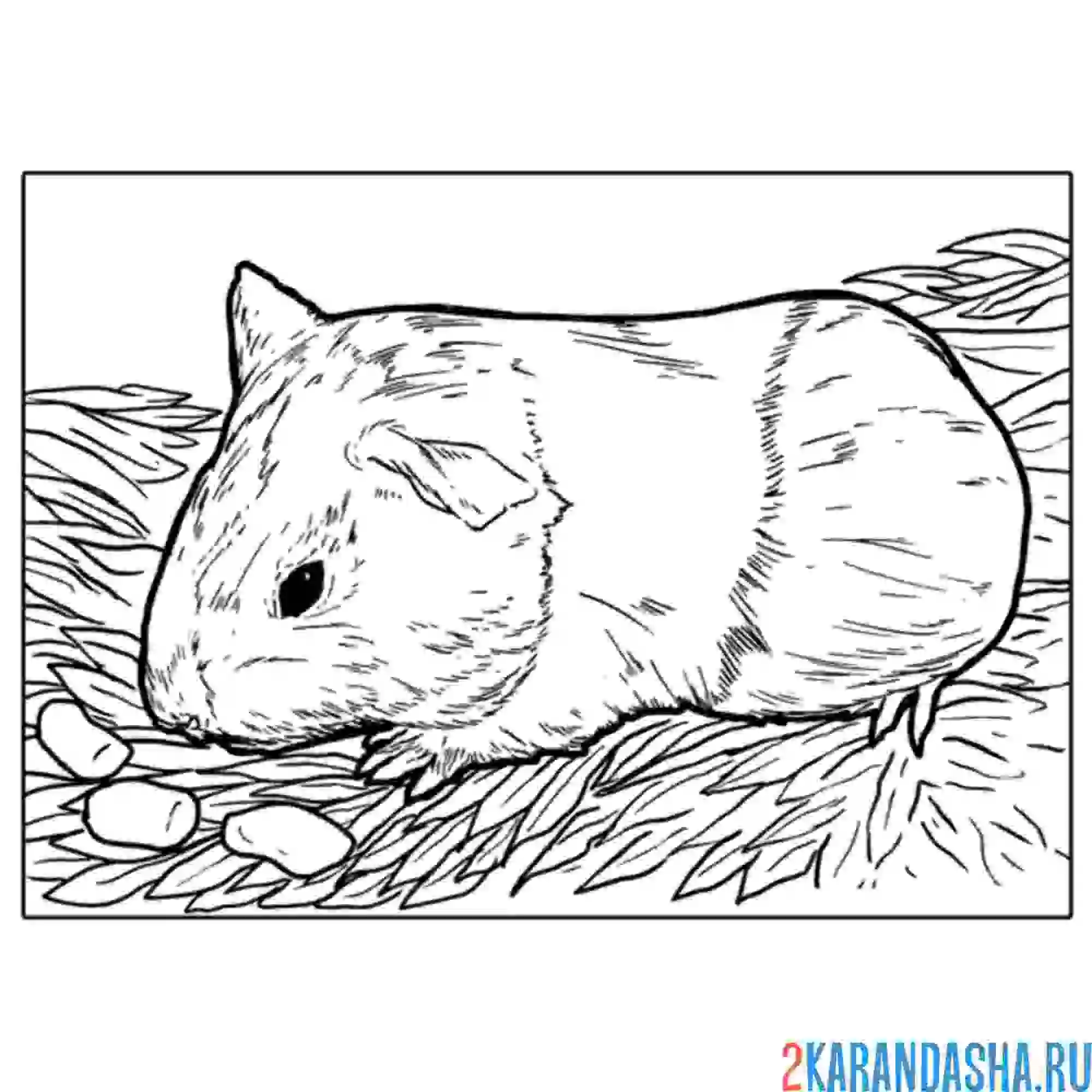 Раскраска настоящий хомяк
