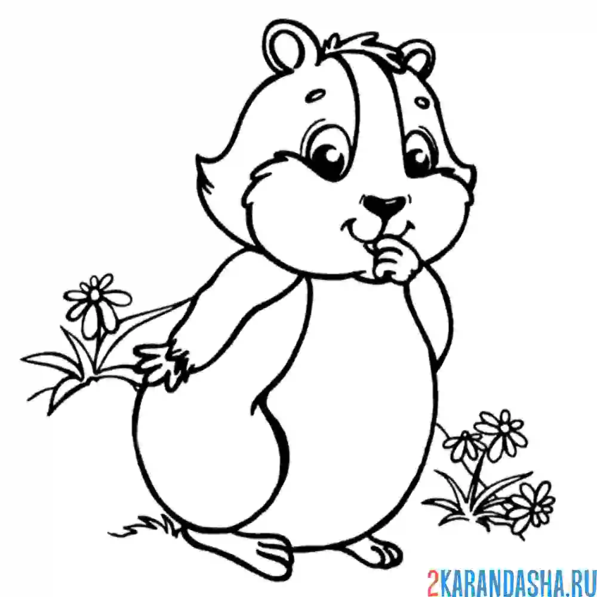 Раскраска хомяк стесняется