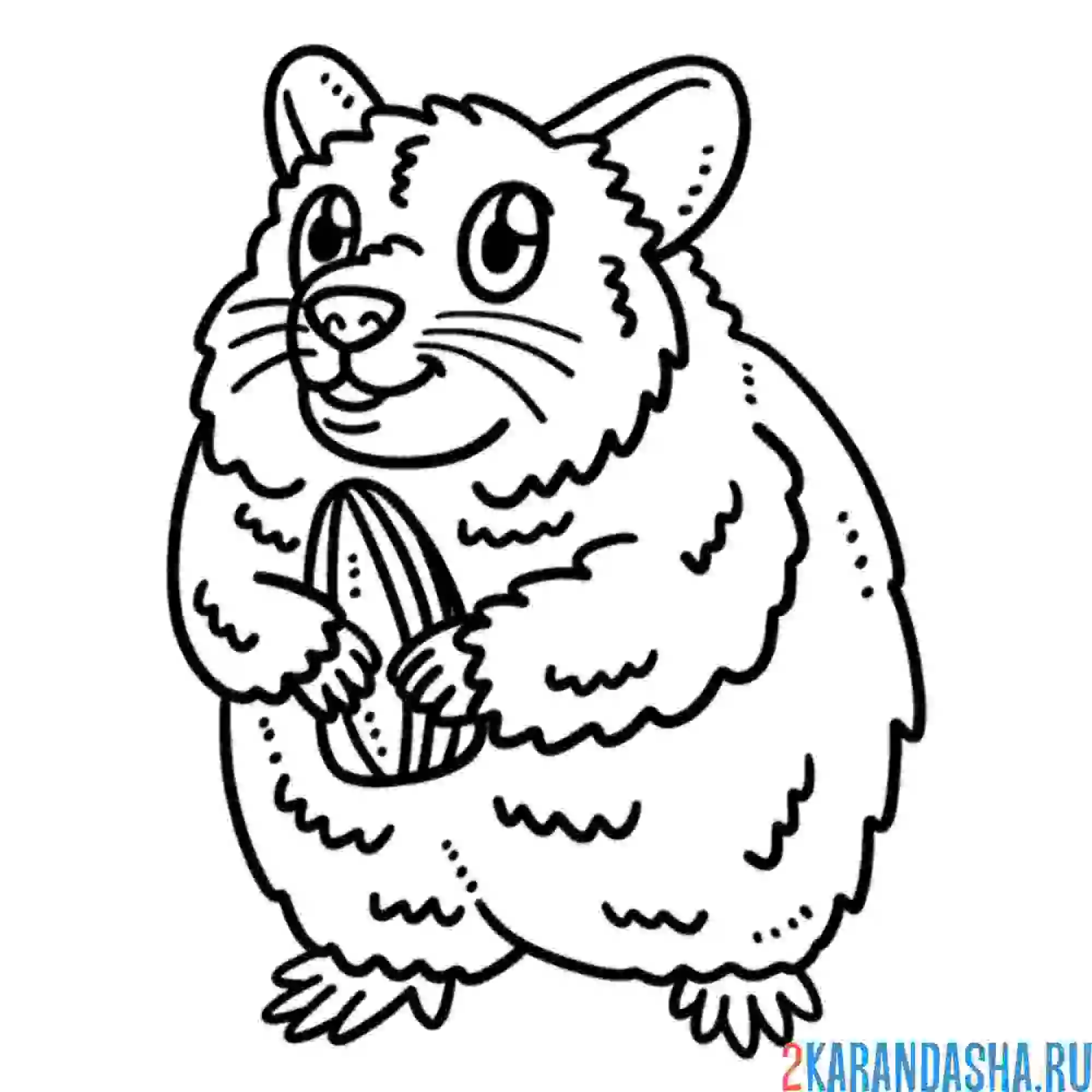 Раскраска хомяк пухляш