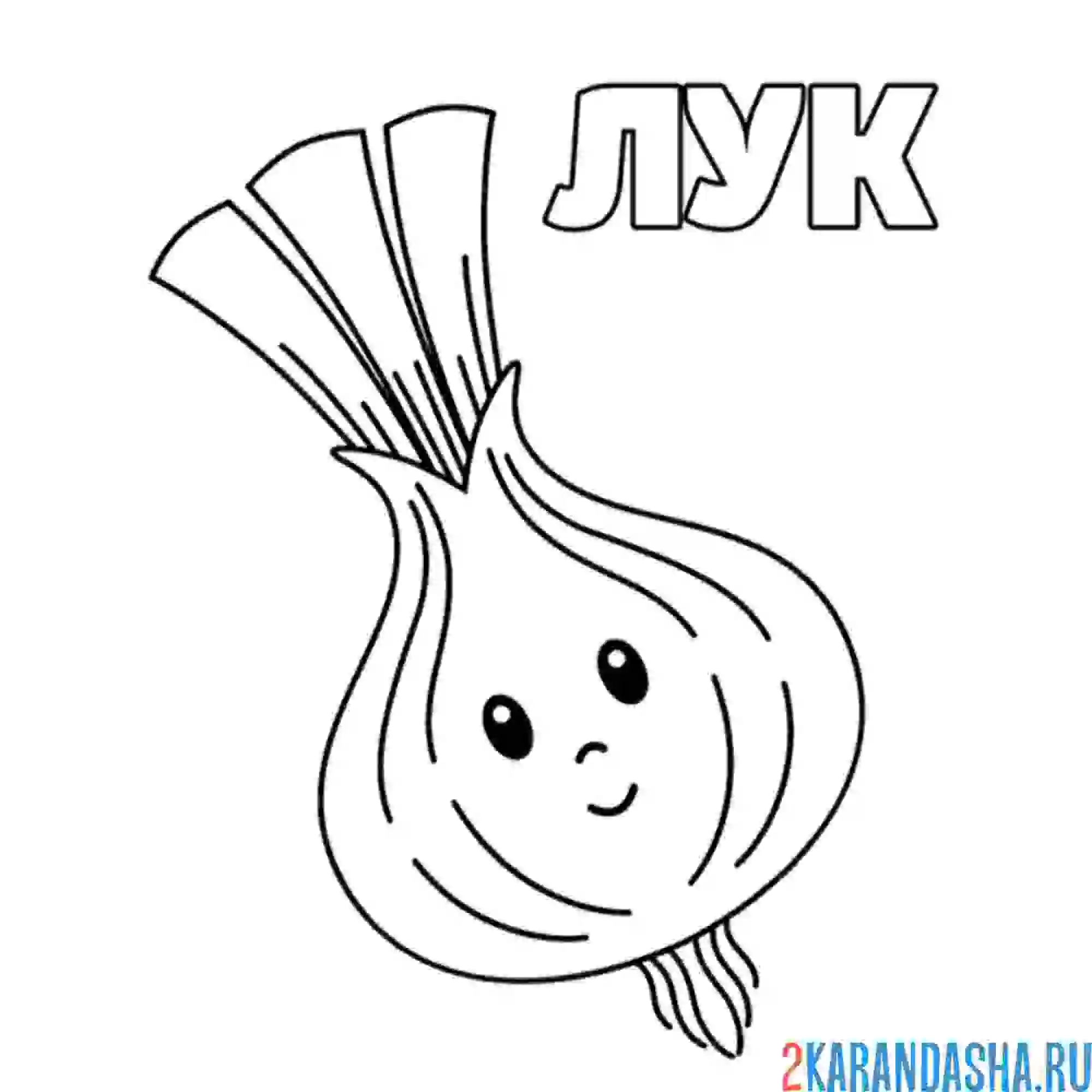 Раскраска лук репчатый