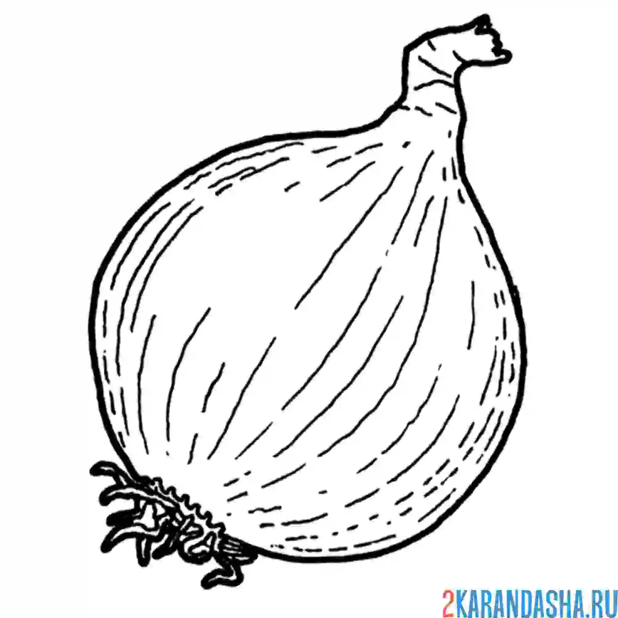 Раскраска репчатый лук