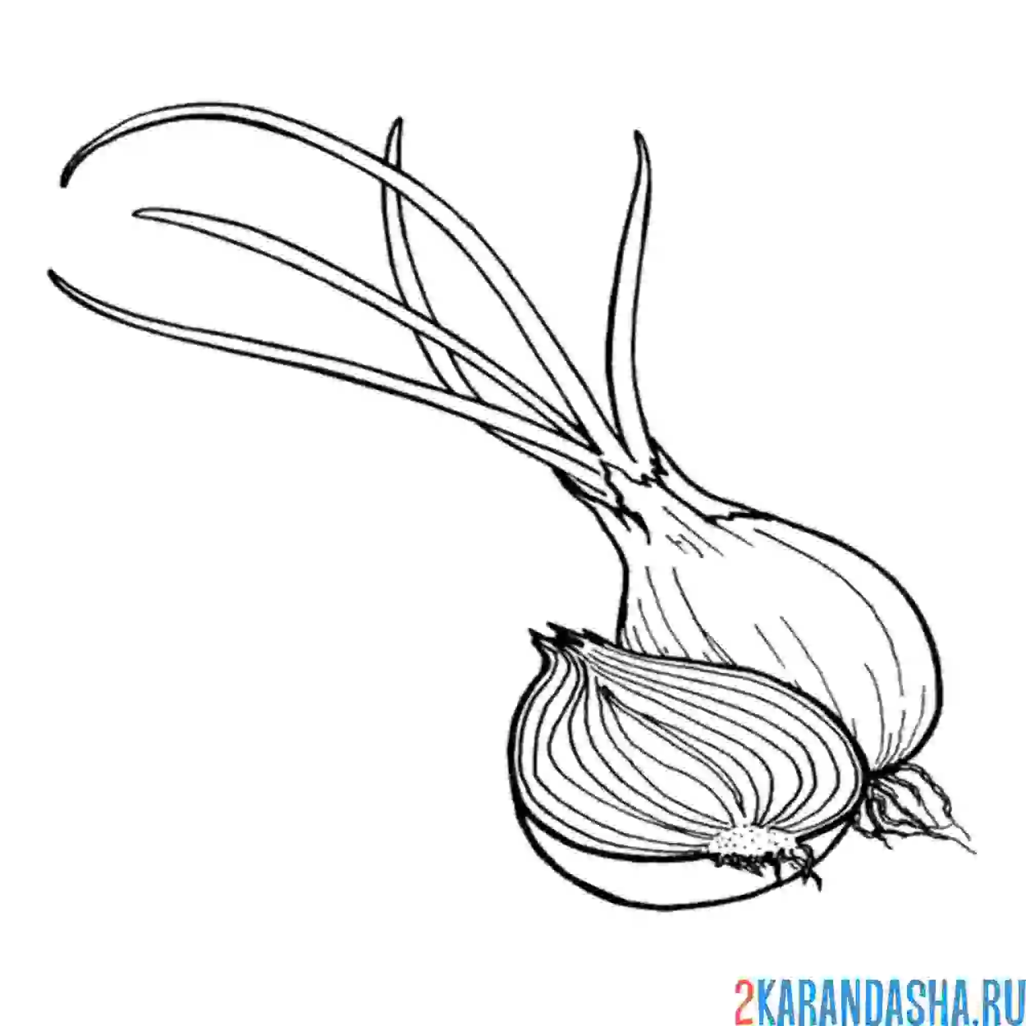 Раскраска лук проросший