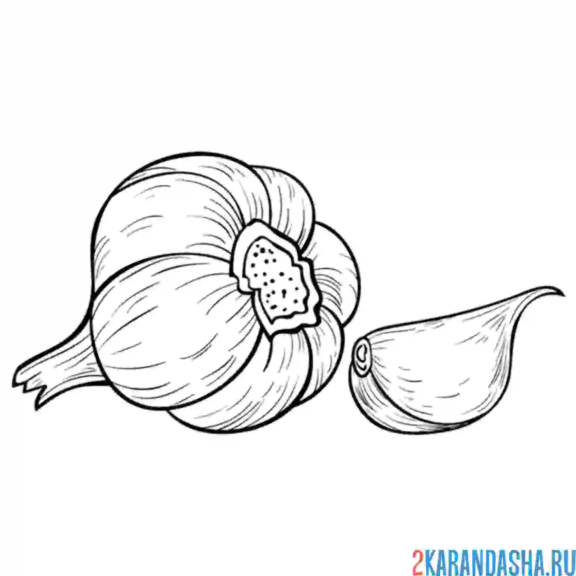 Раскраска настоящий чеснок