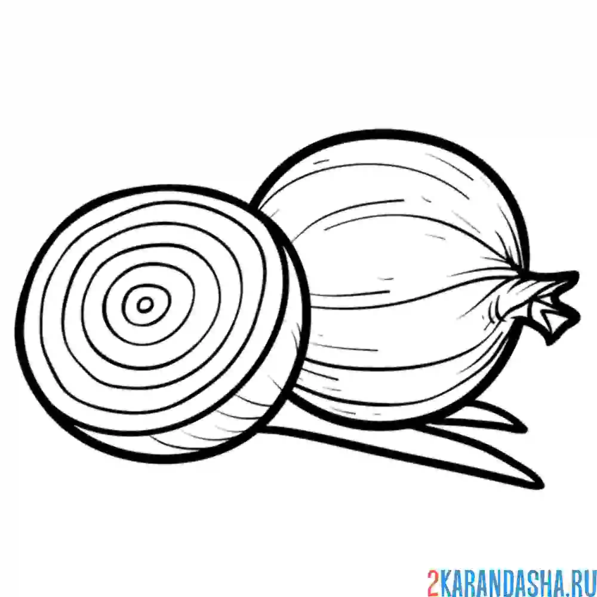 Раскраска настоящий лук в разрезе