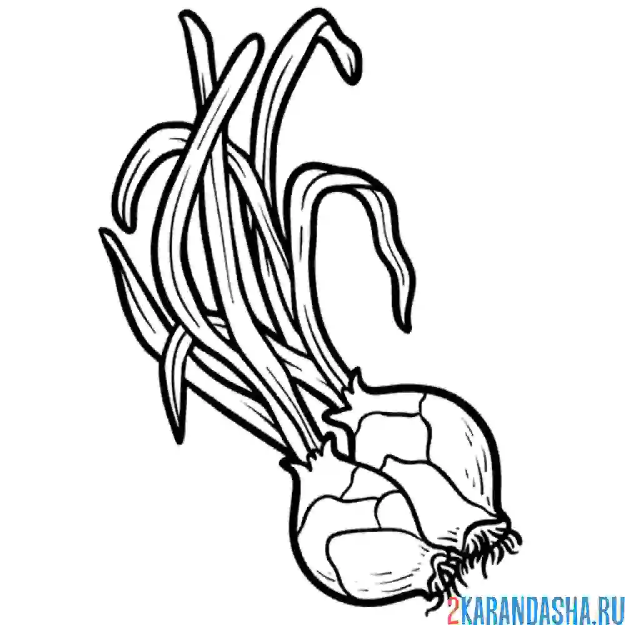 Раскраска маленький лук головка