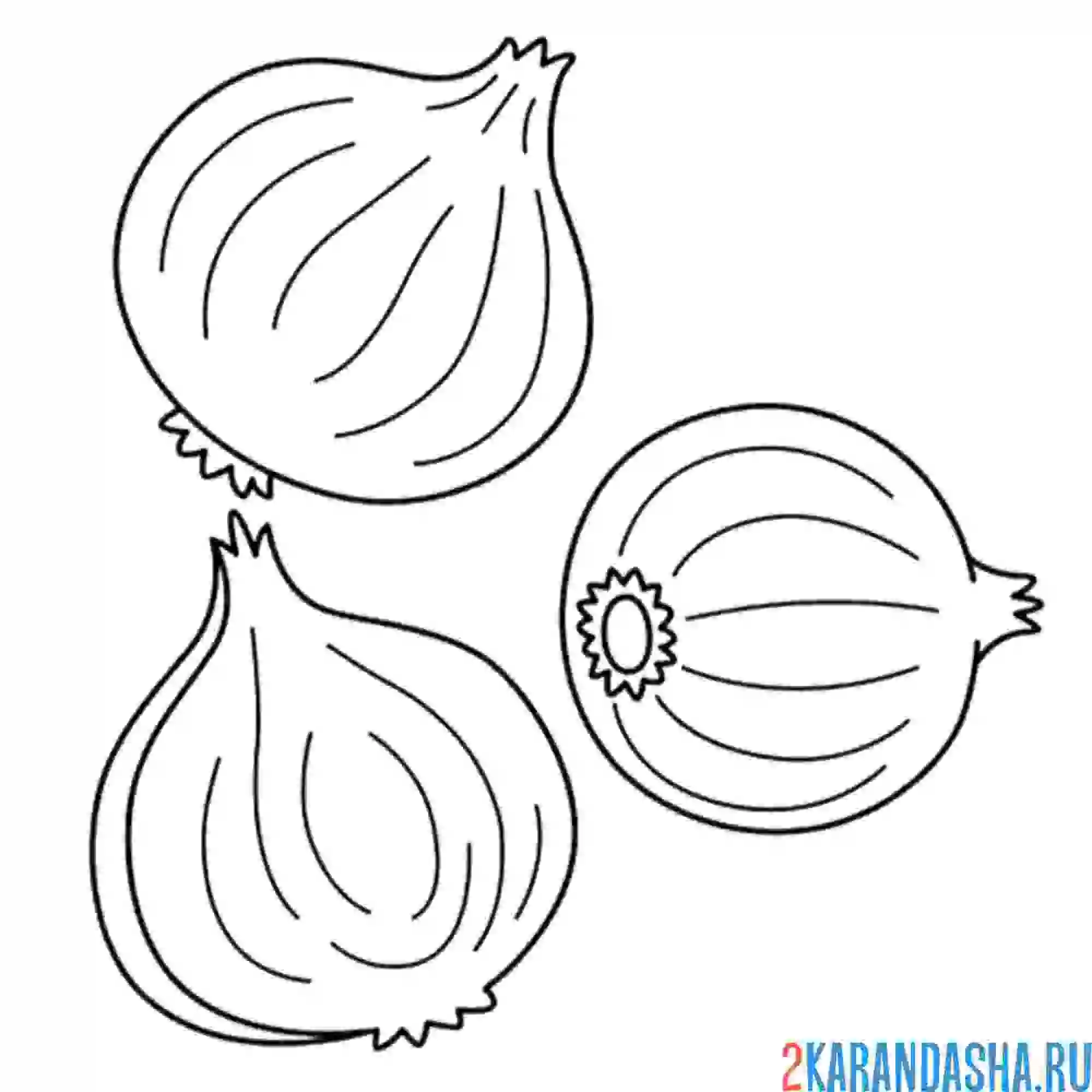 Раскраска три луковицы