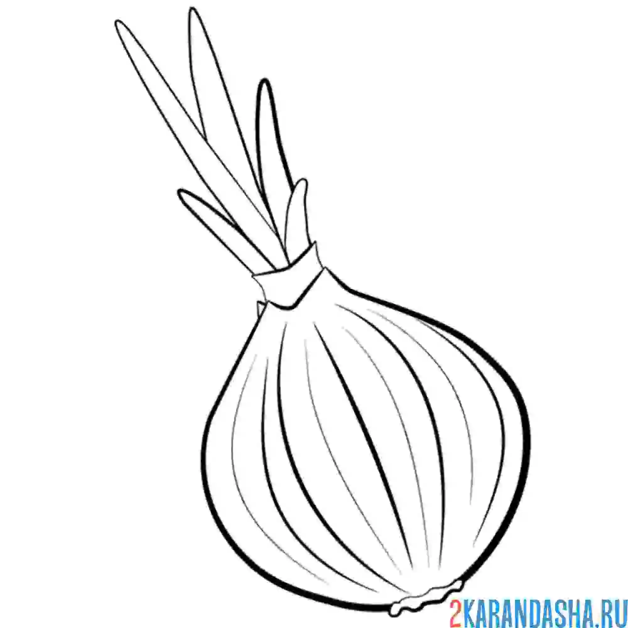 Раскраска луковица