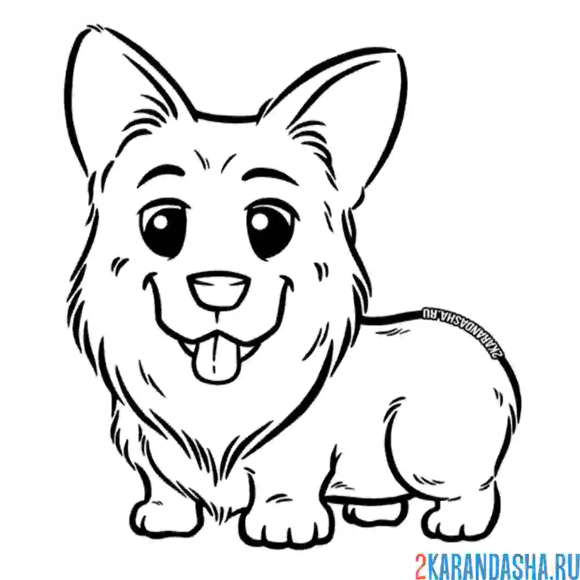 Раскраска малыш-корги