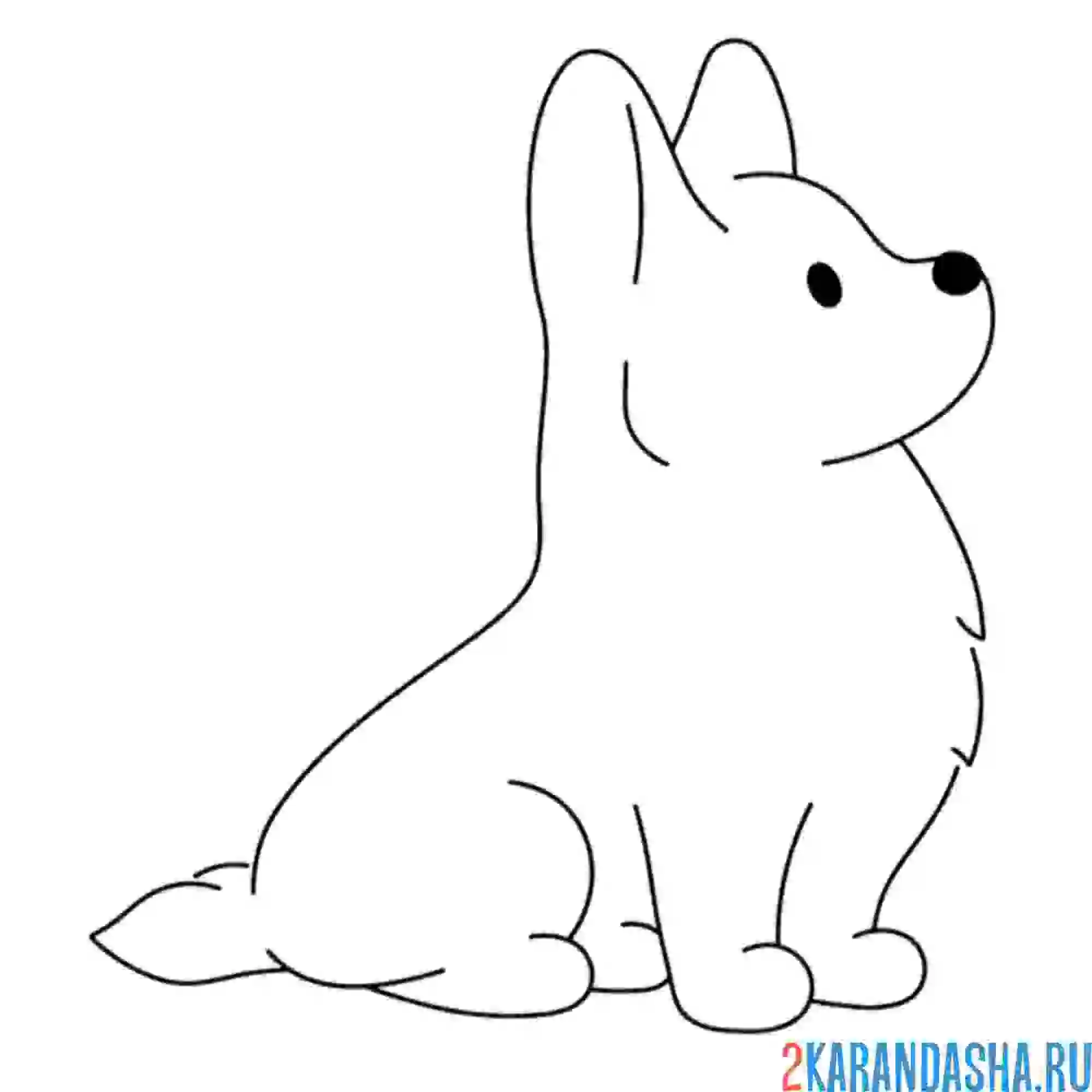 Раскраска корги собачка