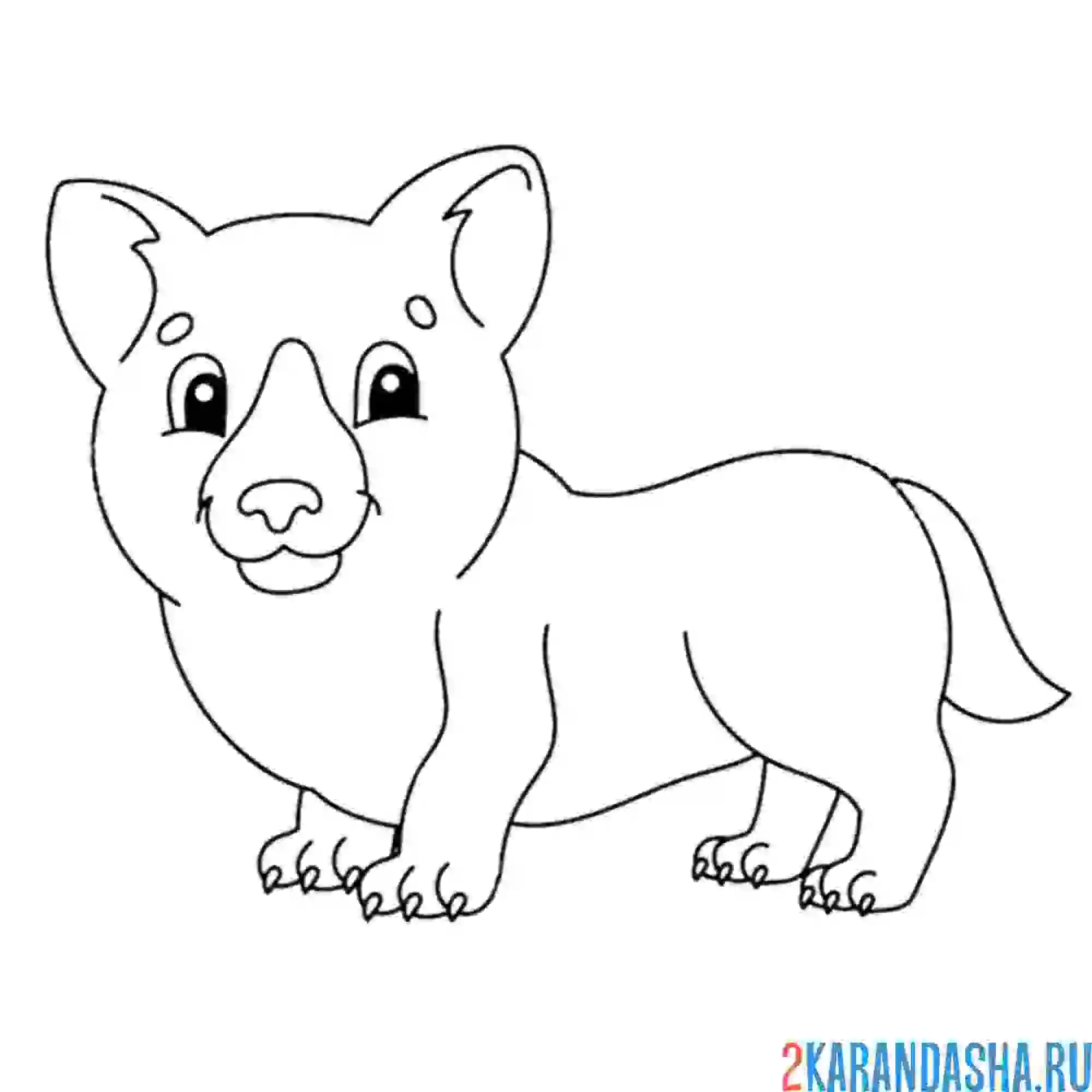 Раскраска корги забавный