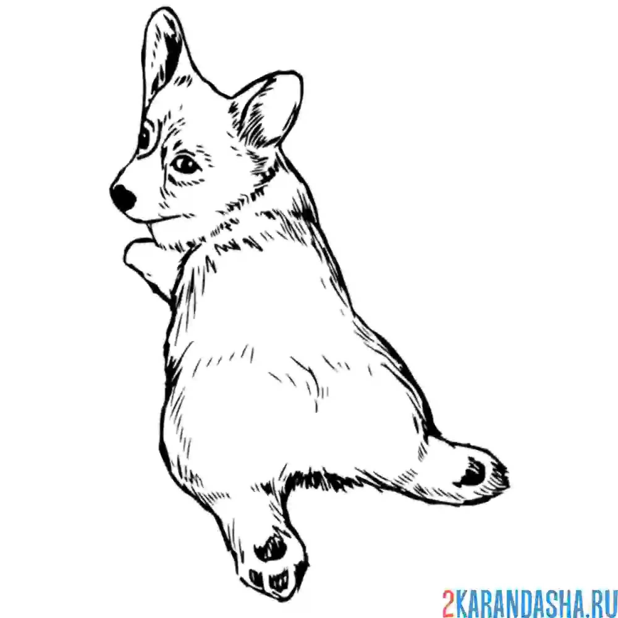 Раскраска щенок корги балдеет
