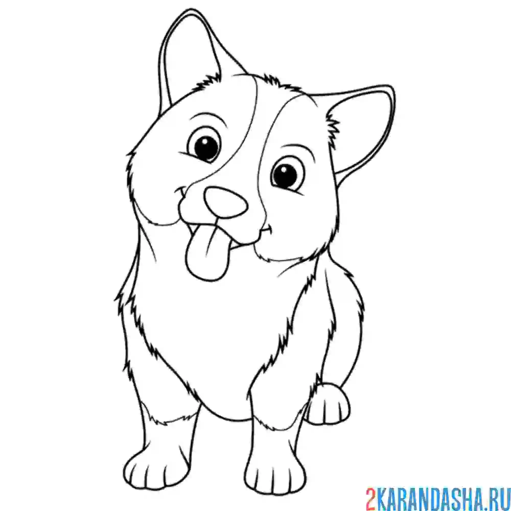 Раскраска самый милый корги