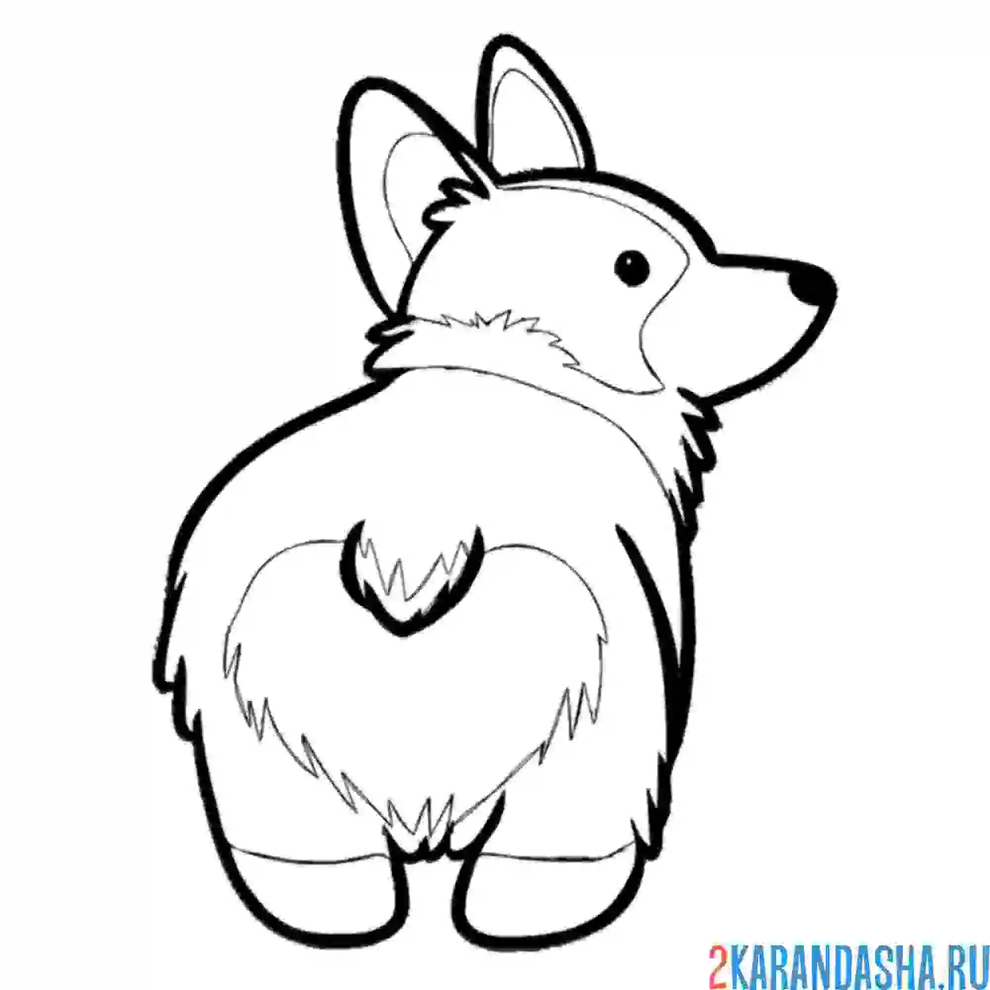 Раскраска корги вид сзади