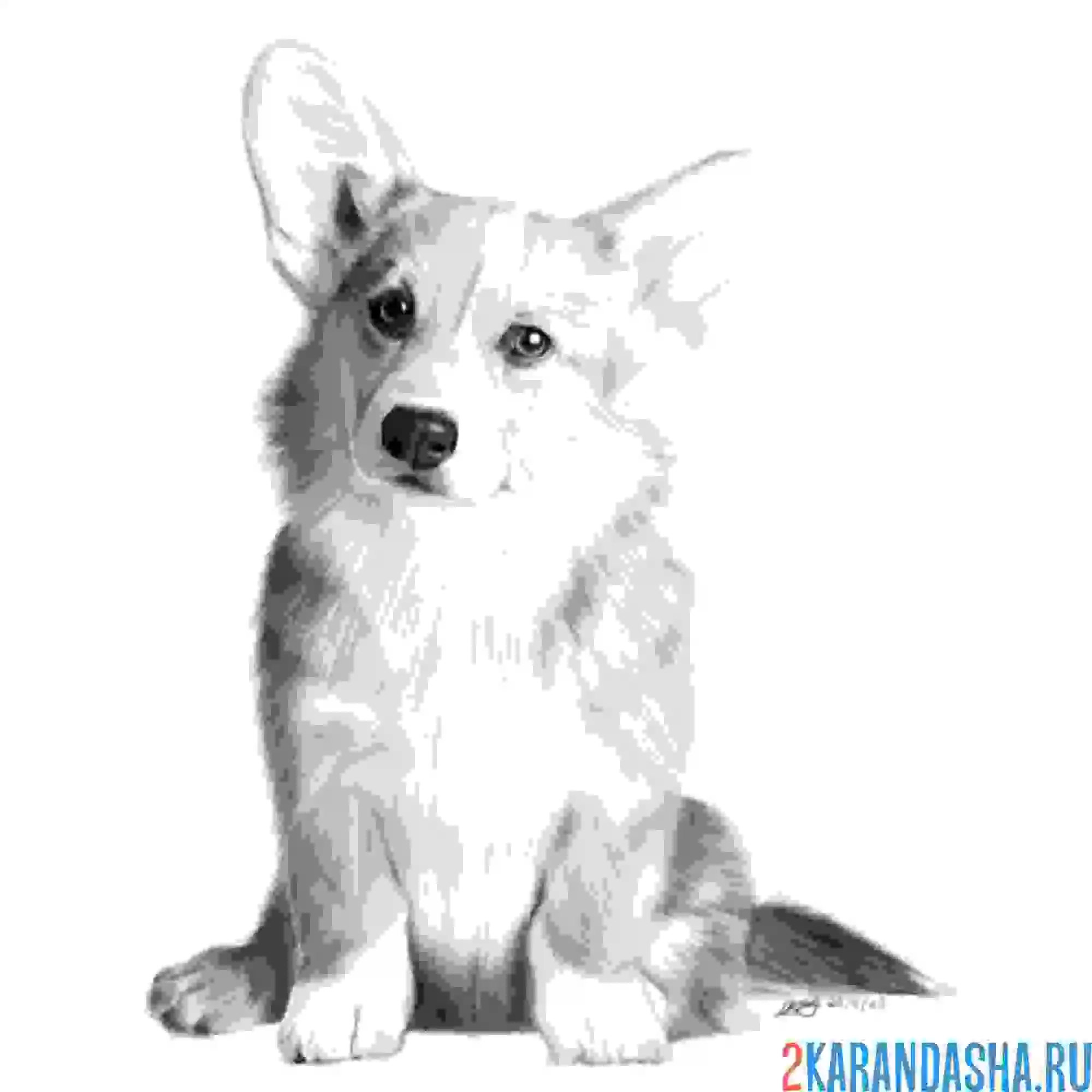 Раскраска фото корги