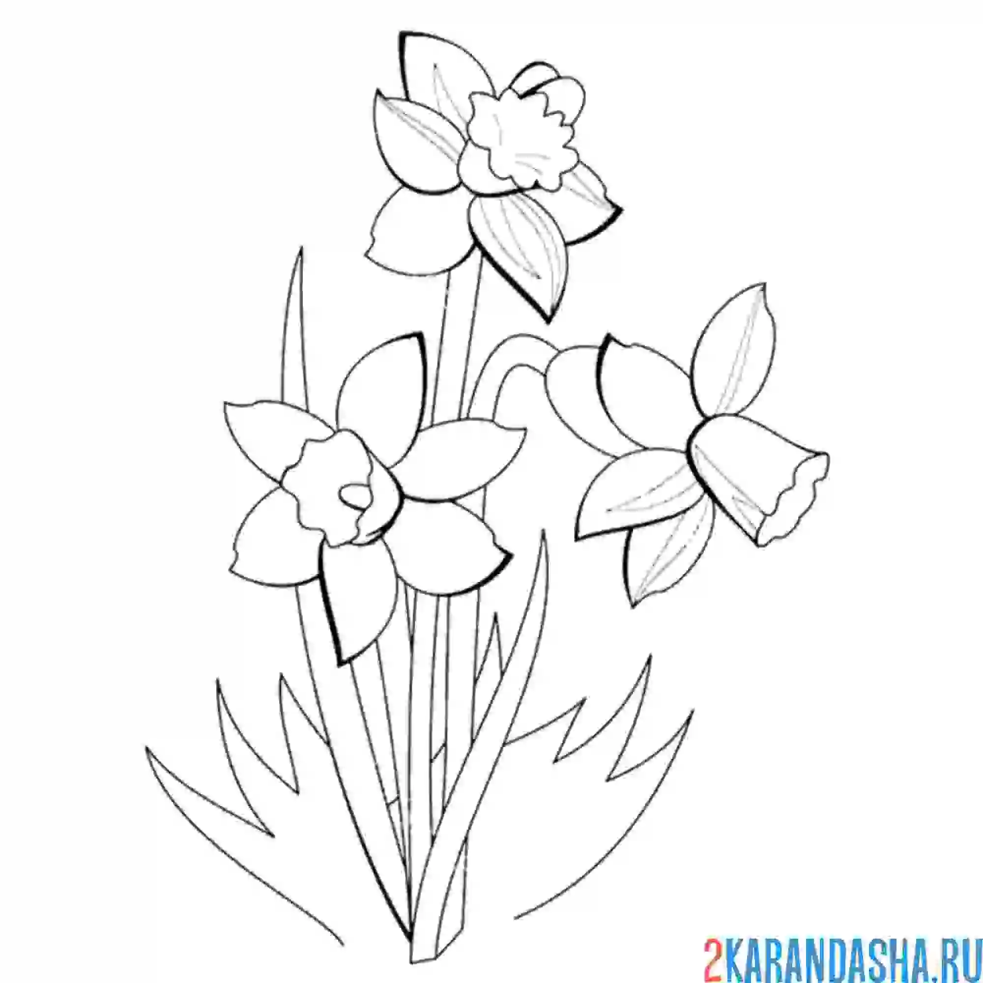 Раскраска майский нарцисс