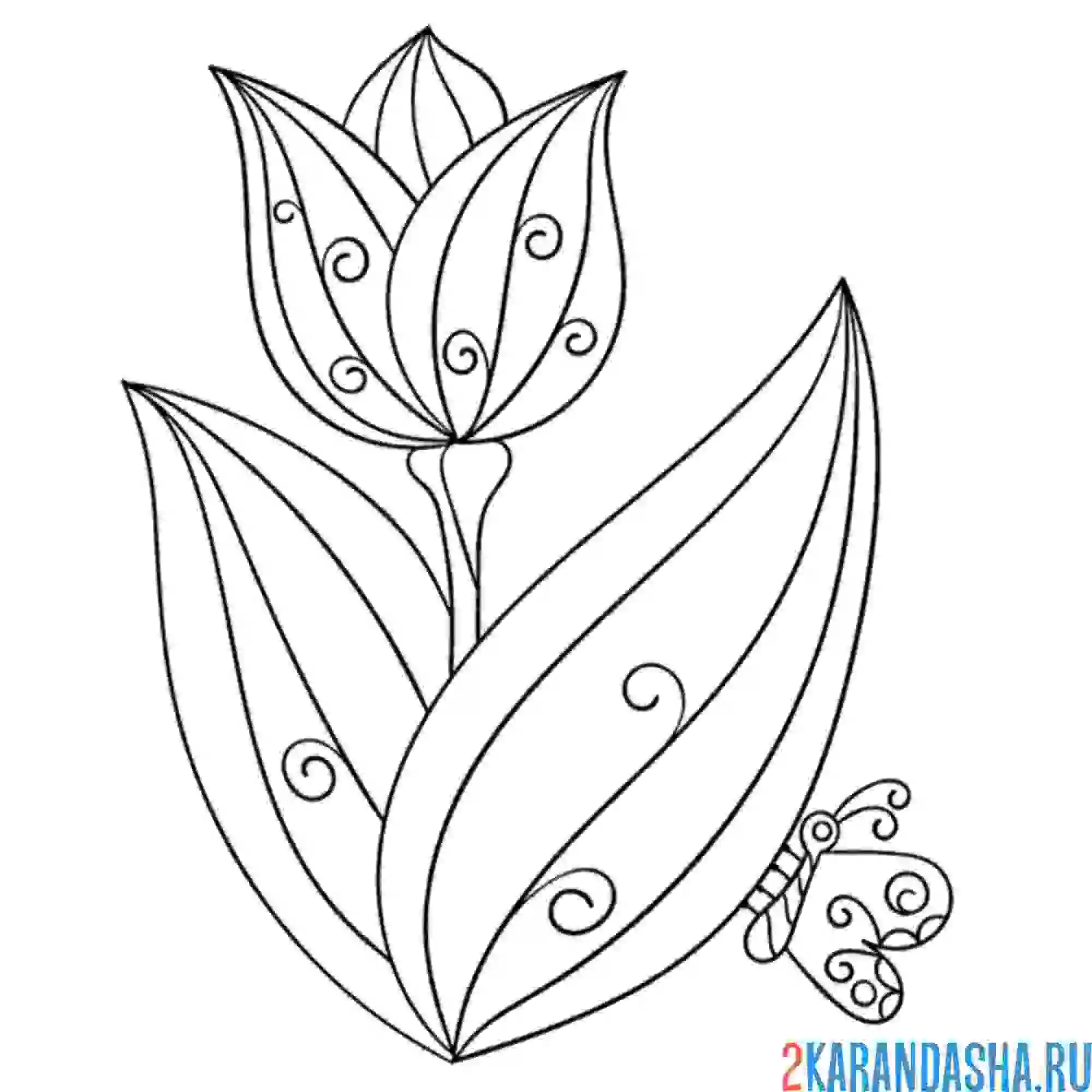 Раскраска тюльпан в мае