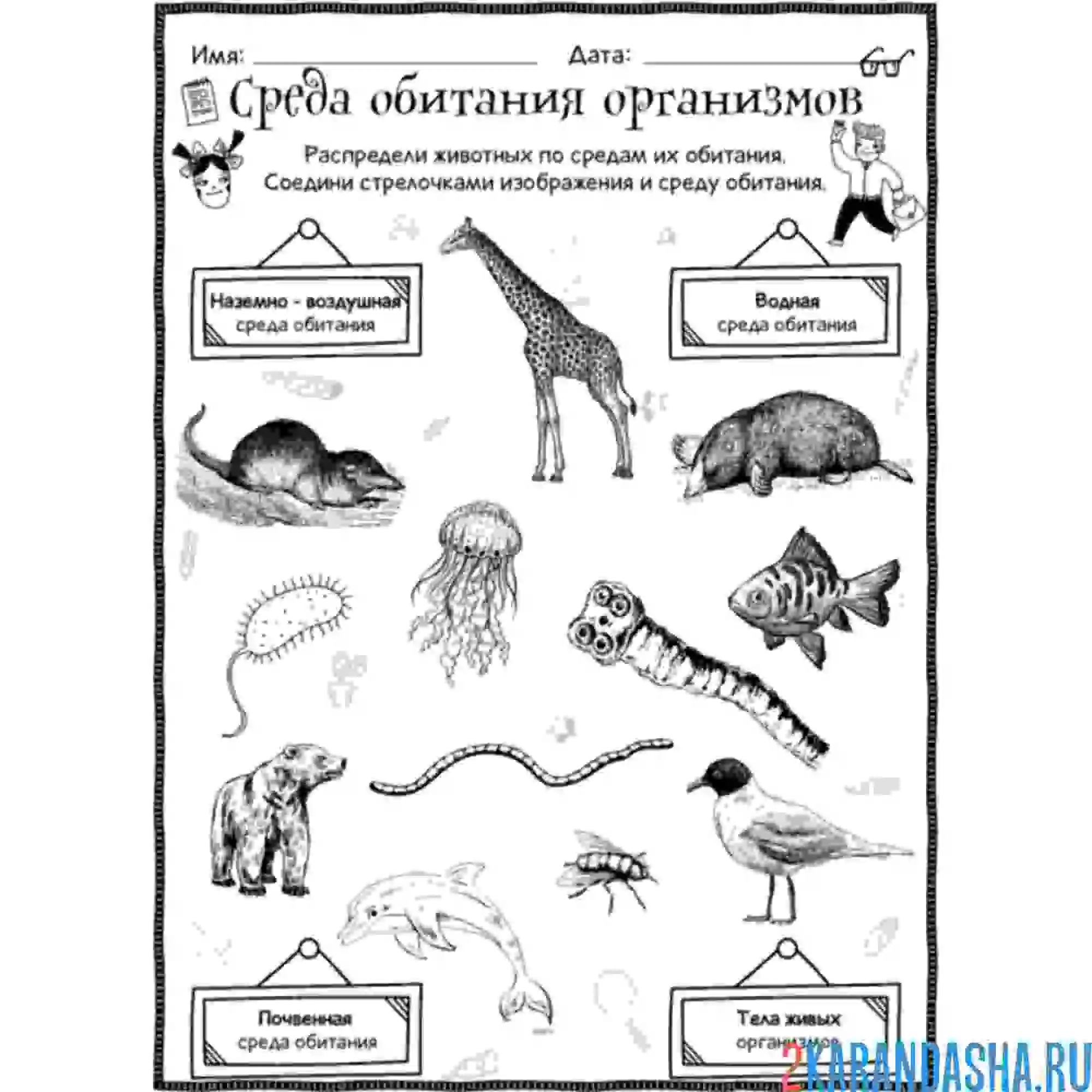 Раскраска среда обитания организмов экология