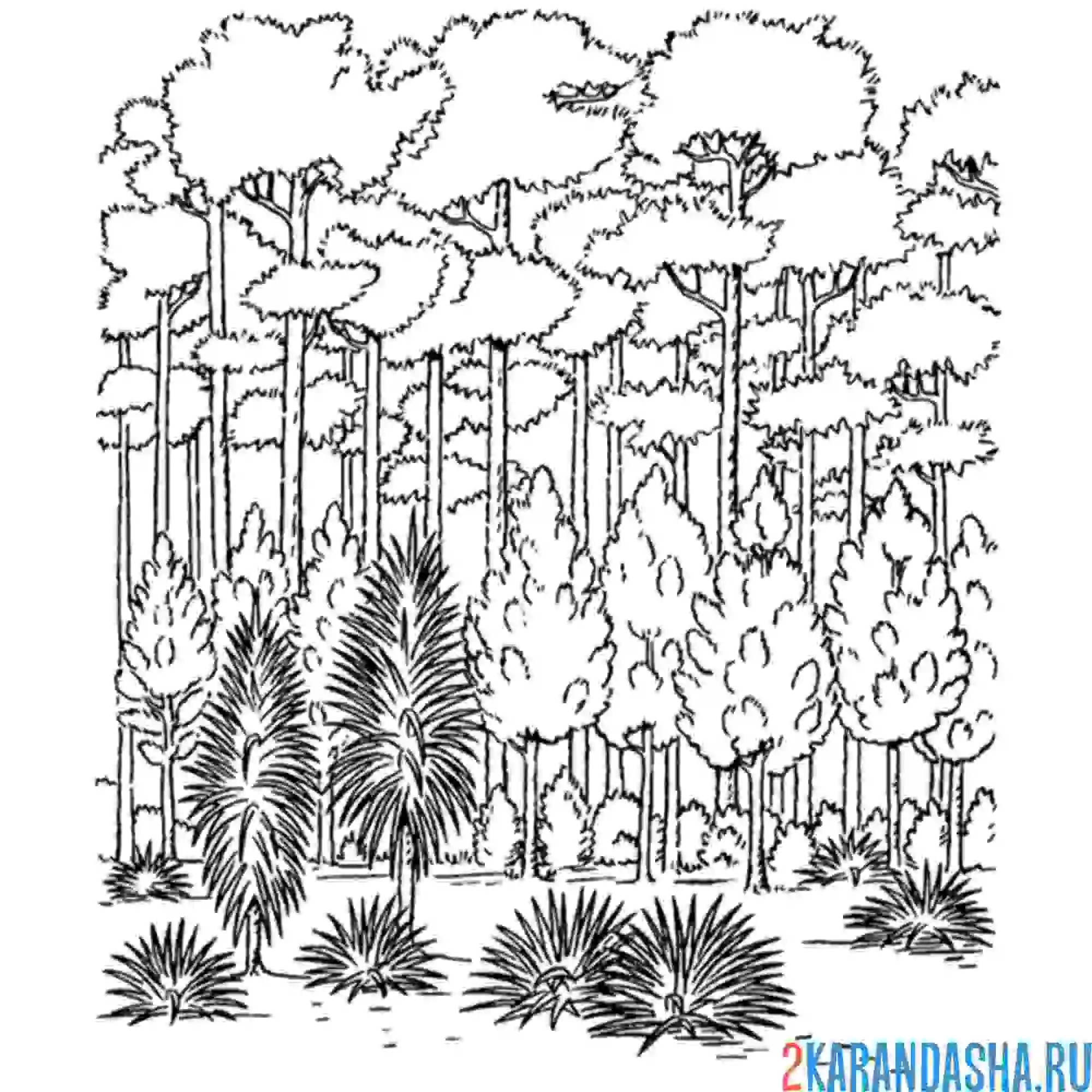 Раскраска лесной массив пейзаж