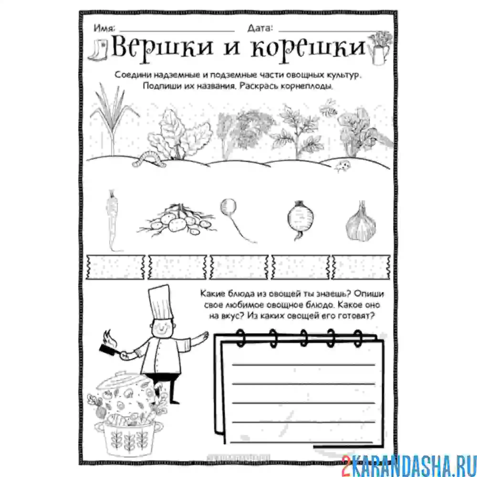 Раскраска вершки и корешки