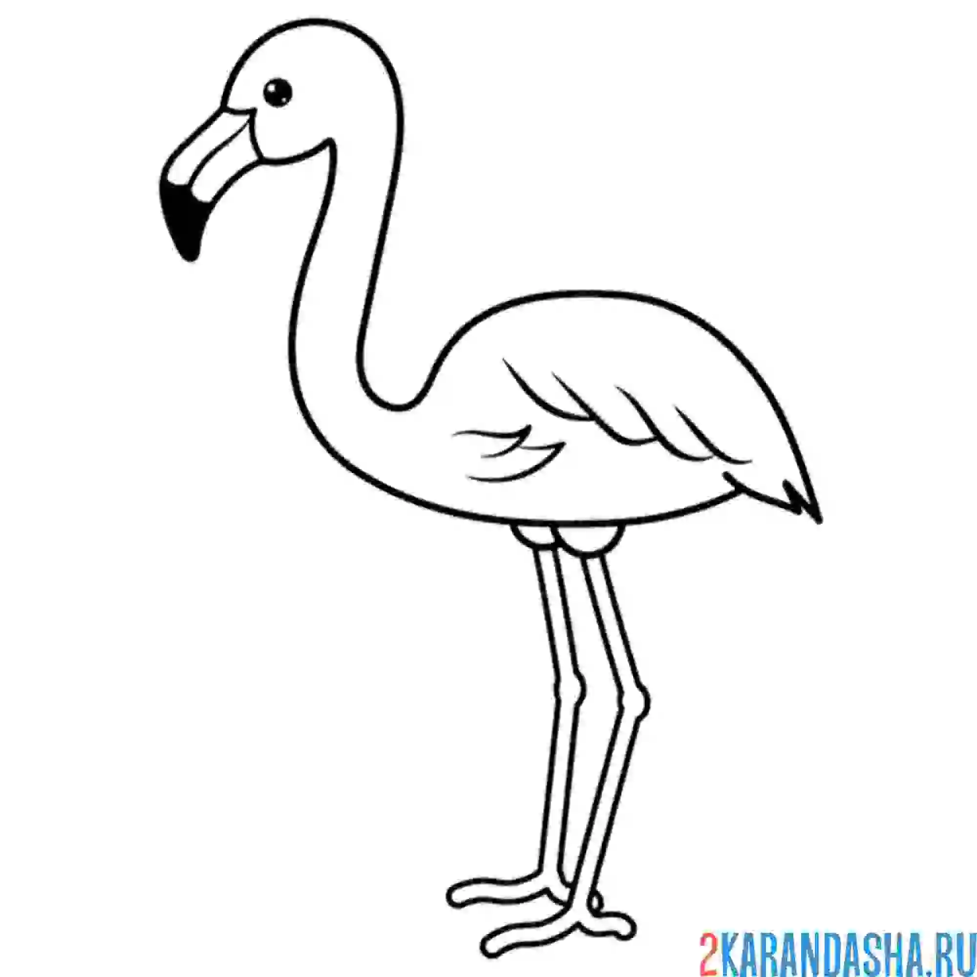 Раскраска небольшой фламинго